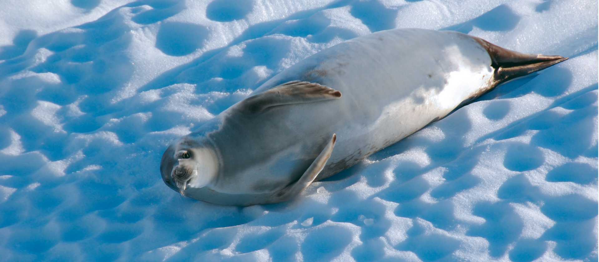 A Crabeater seal relaxes on an iceberg, Antarctica | Eve Ollington