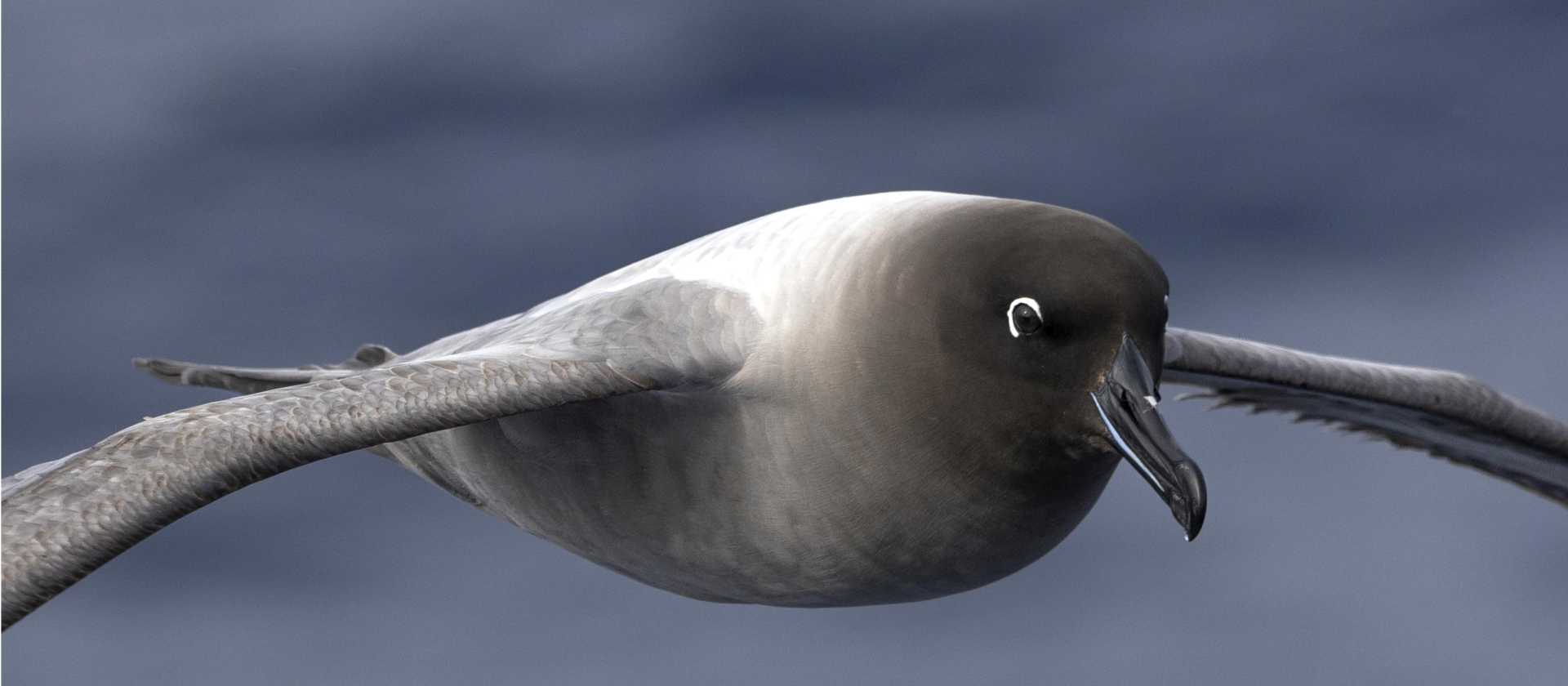 Light-mantled Albatross soars over the waters of the Drake Passage | Sara Jenner