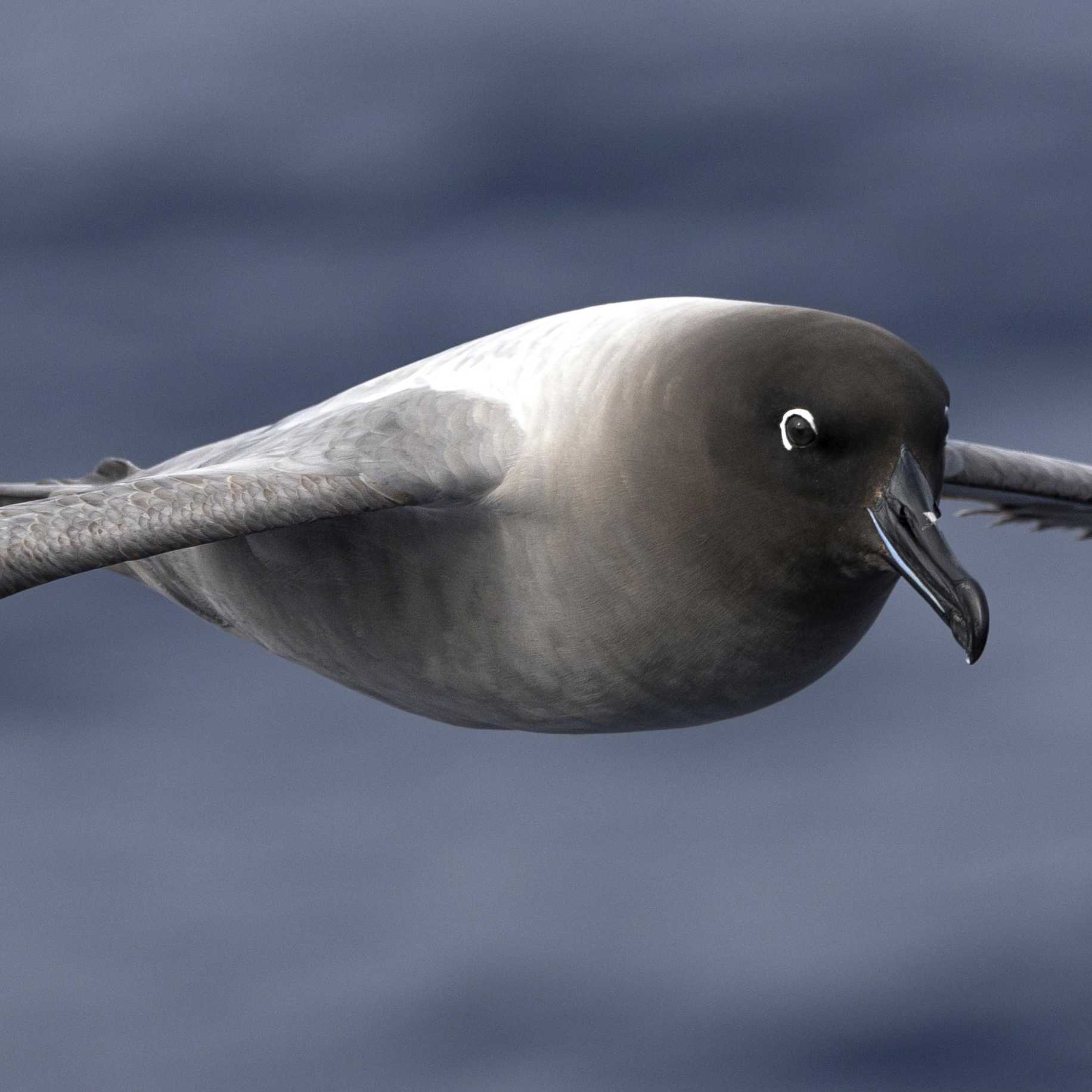 Light-mantled Albatross soars over the waters of the Drake Passage | Sara Jenner