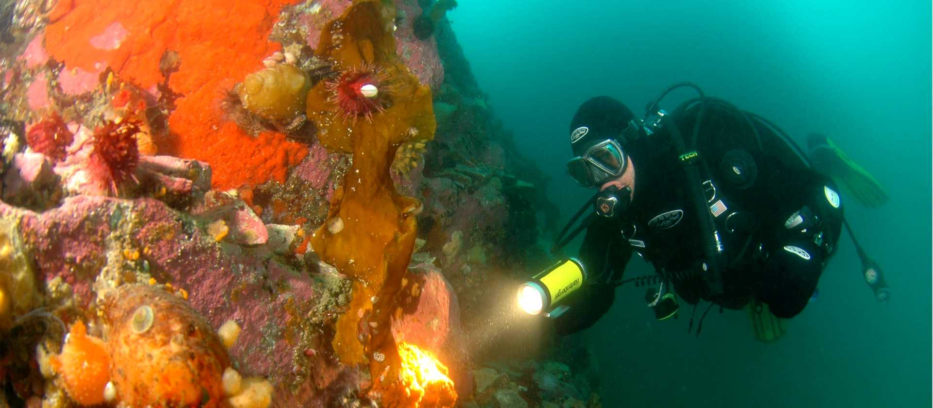 Diving in Antarctica | Carlos Villoch