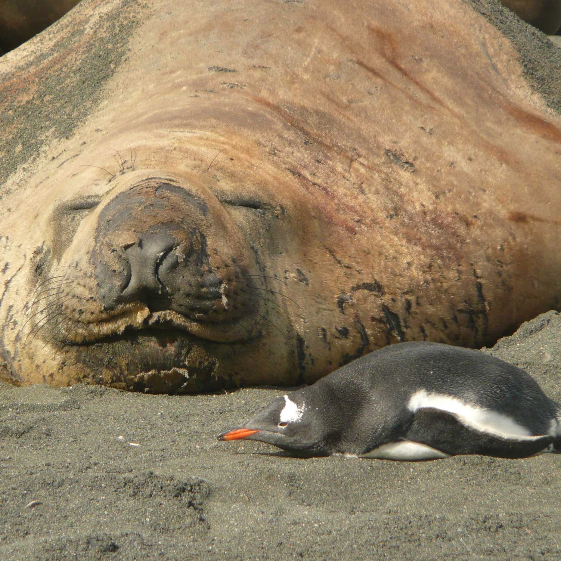 Elephant Seal and Gentoo penguin cordially sharing some common ground at Gold Harbour in South Georgia | Alan Levy