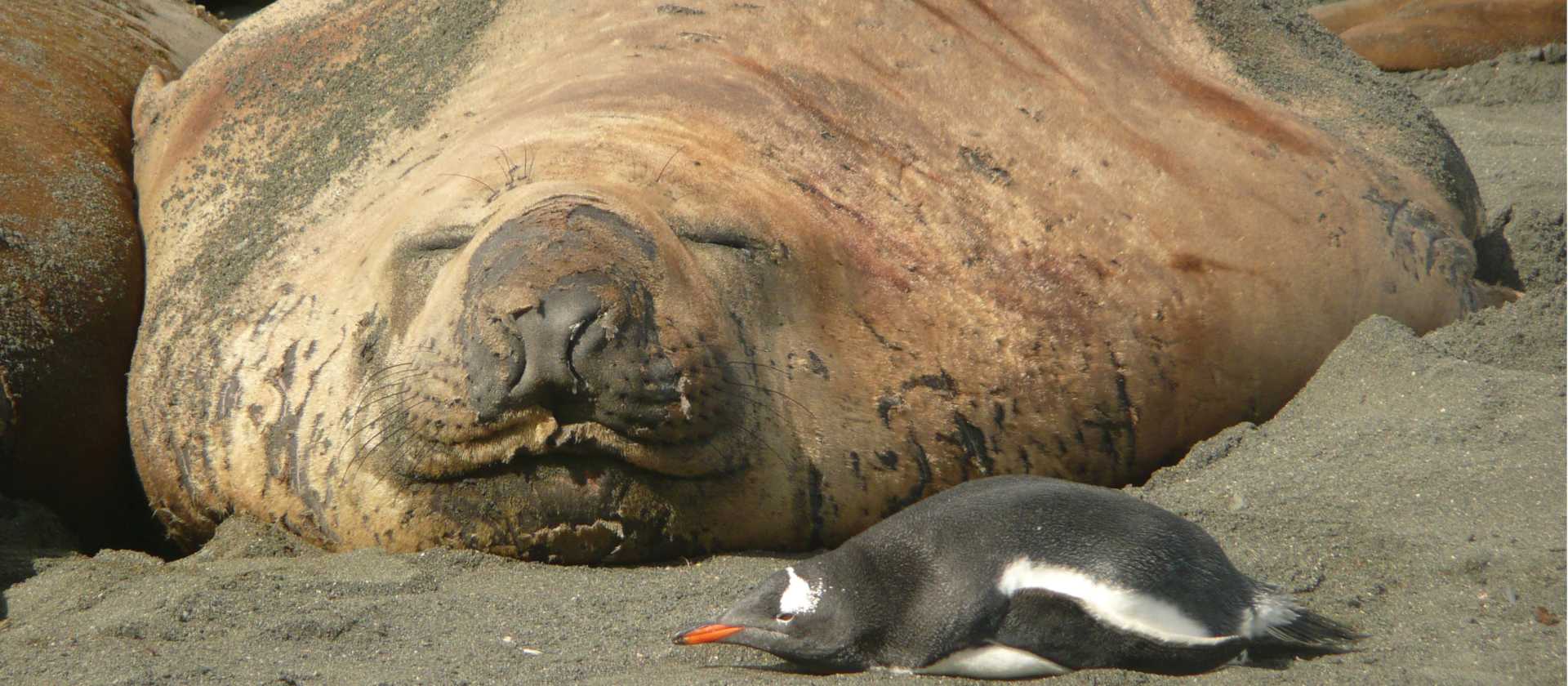 Elephant Seal and Gentoo penguin cordially sharing some common ground at Gold Harbour in South Georgia | Alan Levy