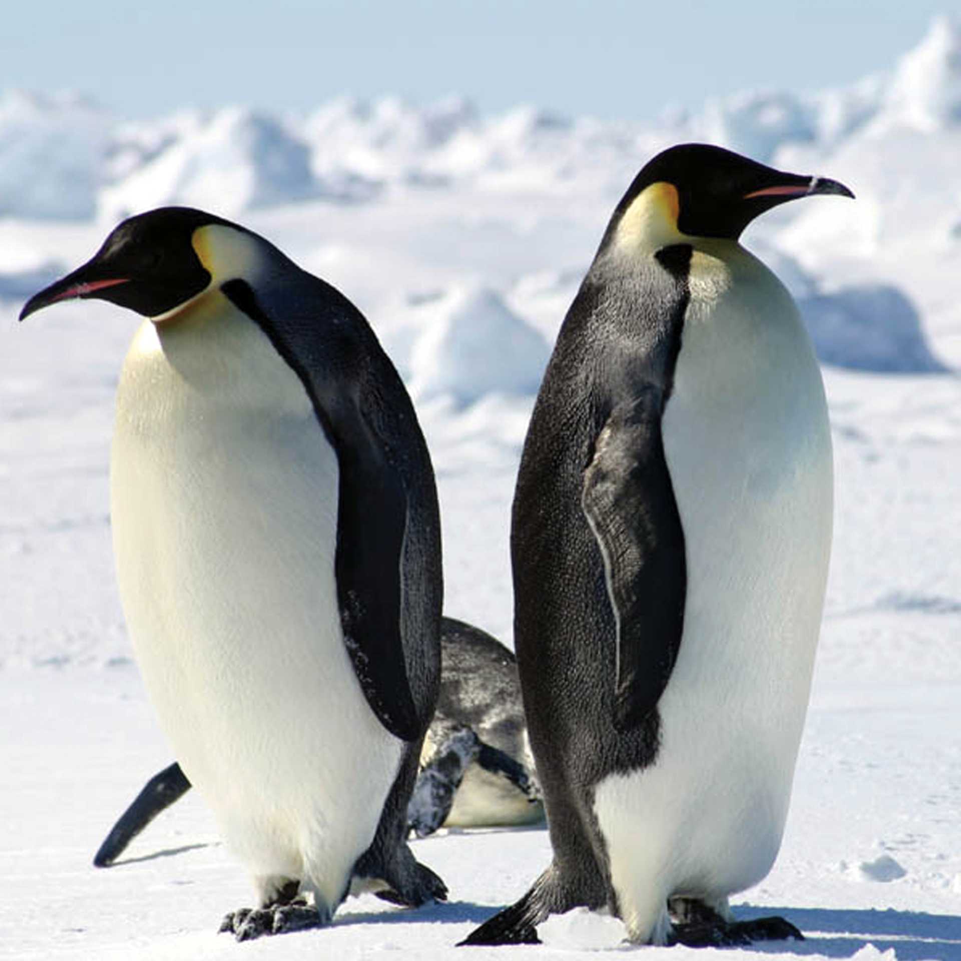 Emperor Penguins Antarctica | Toni Whythes