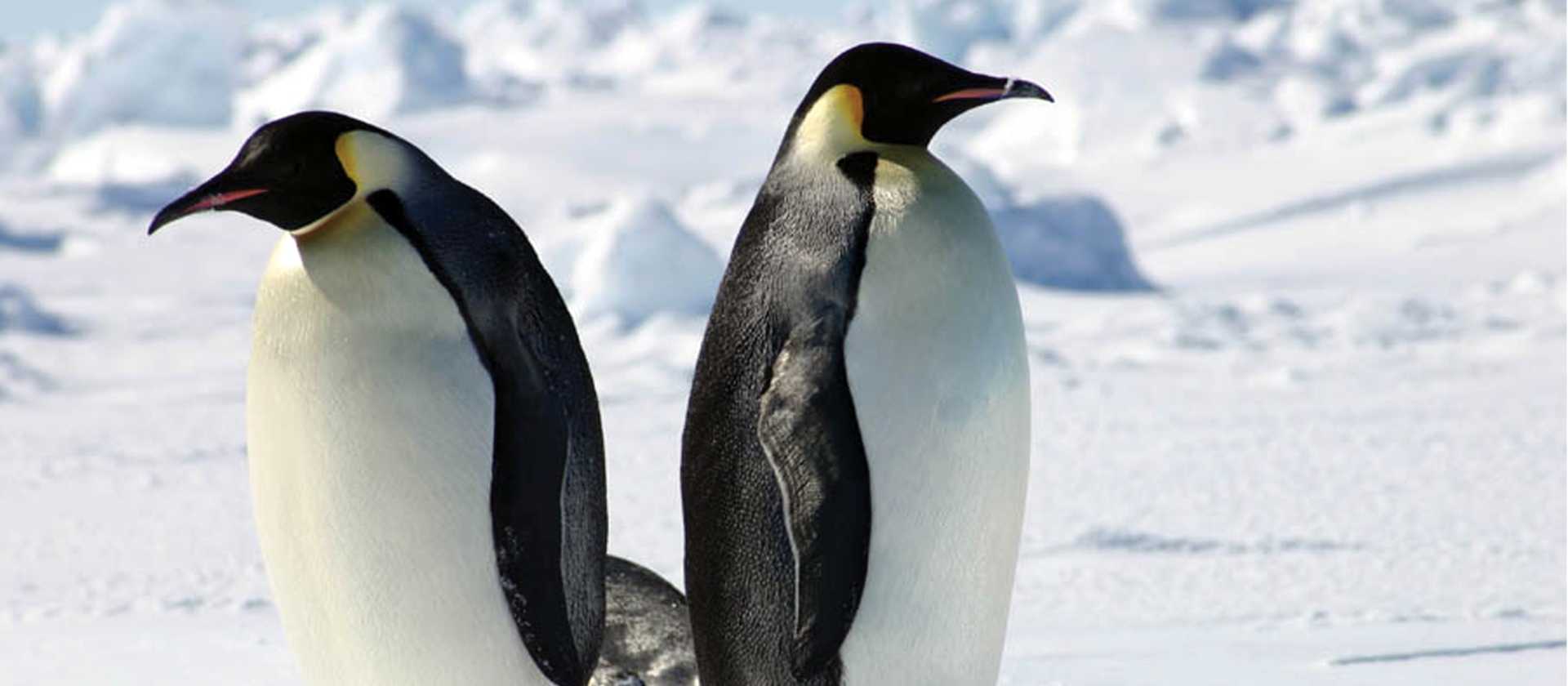 Emperor Penguins Antarctica | Toni Whythes