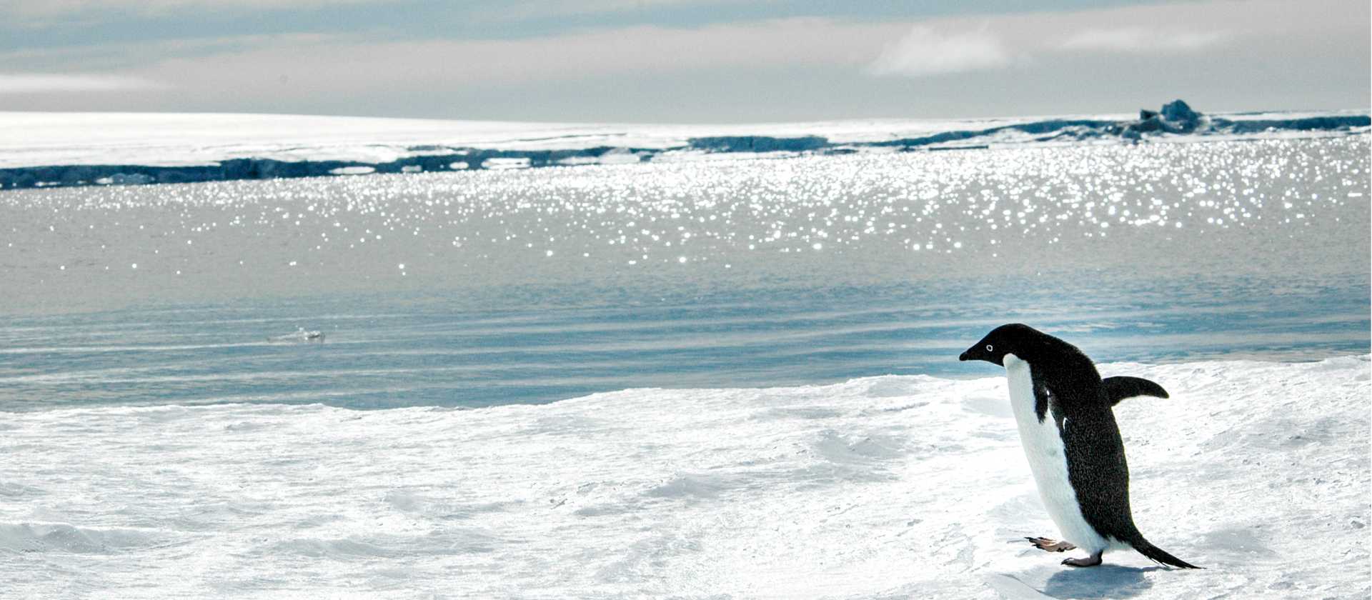 Adelie penguin near Snow Hill Island, Antarctica | Ilja Reijnen