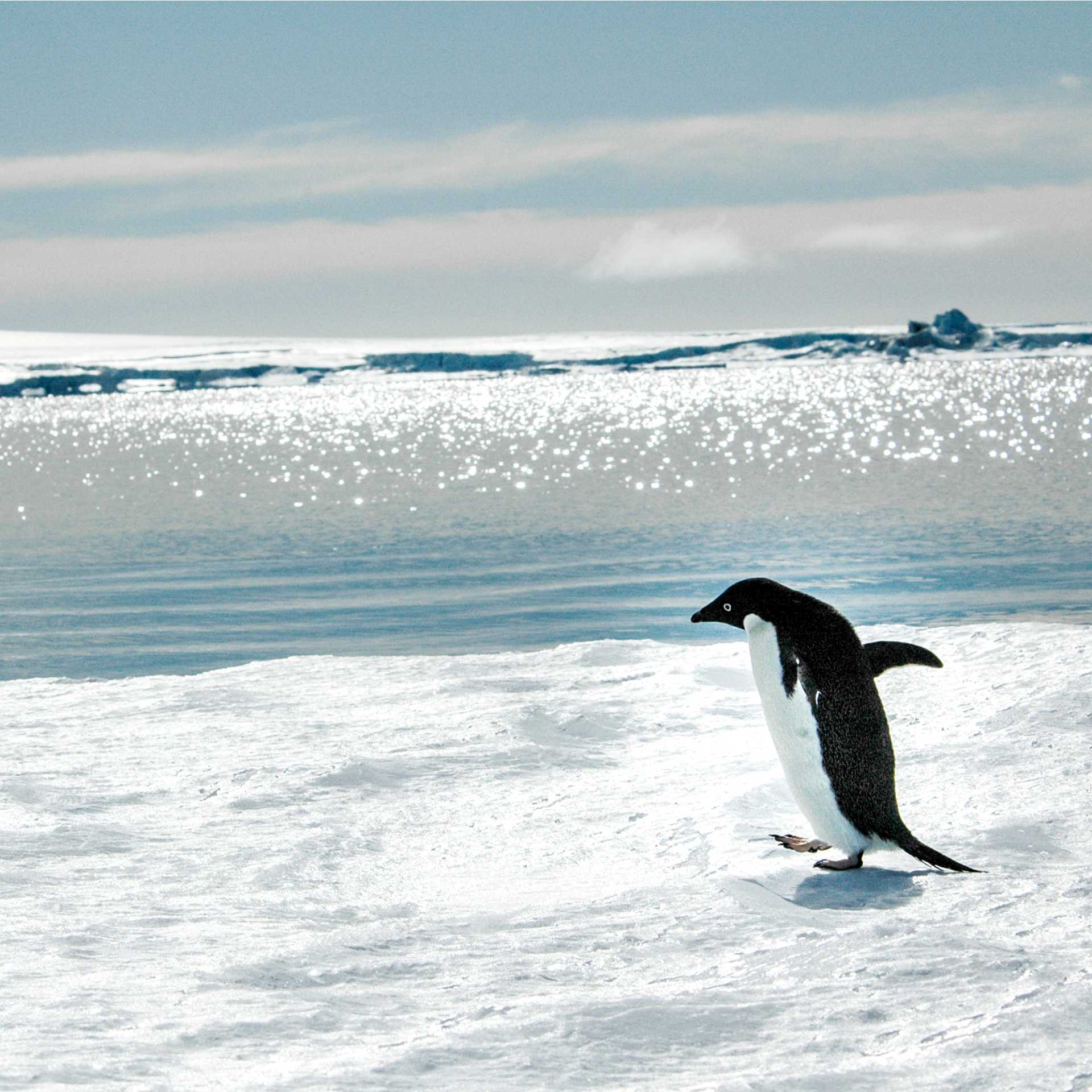 Adelie penguin near Snow Hill Island, Antarctica | Ilja Reijnen