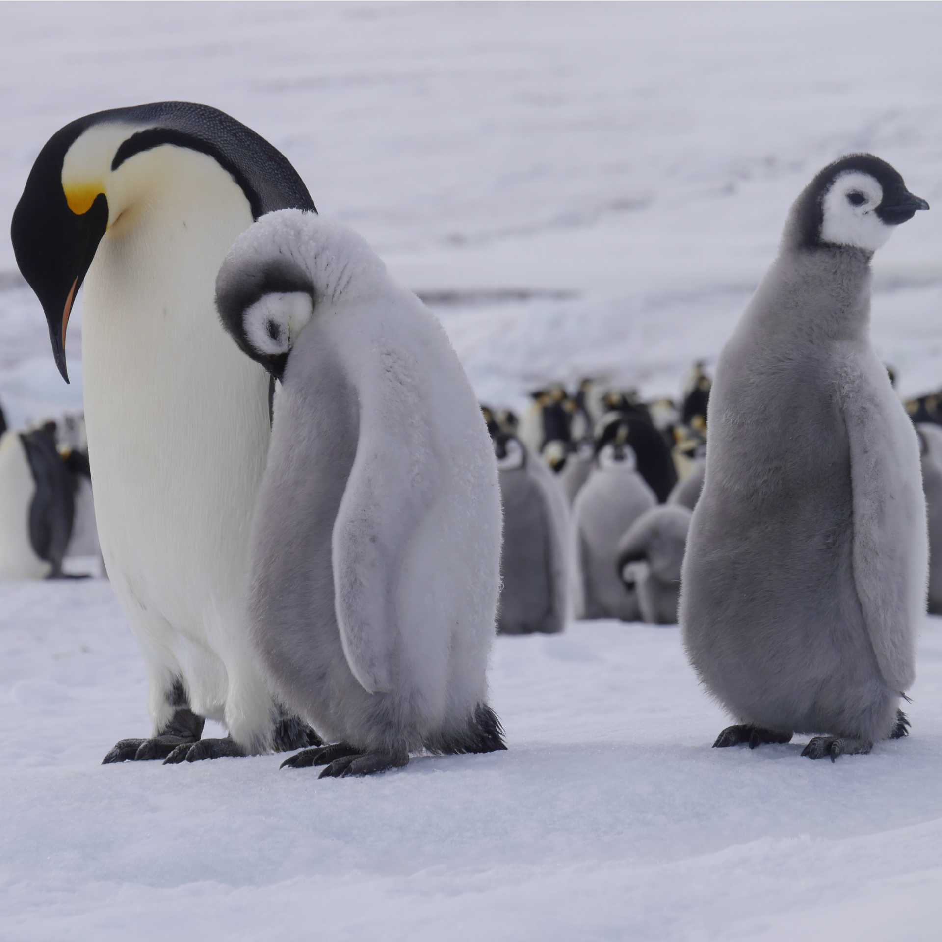 Emperor penguins at Snow Hill Island in the Weddell Sea | Sebastian Schijf