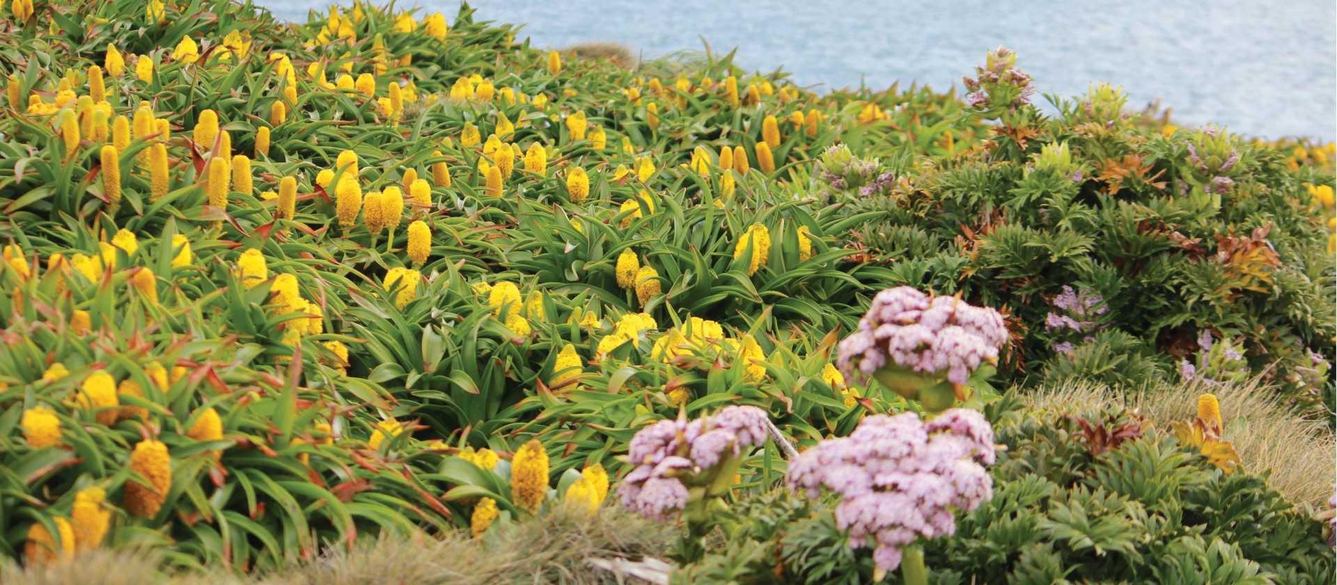 Megaherbs on Enderby Island | Rachel Imber