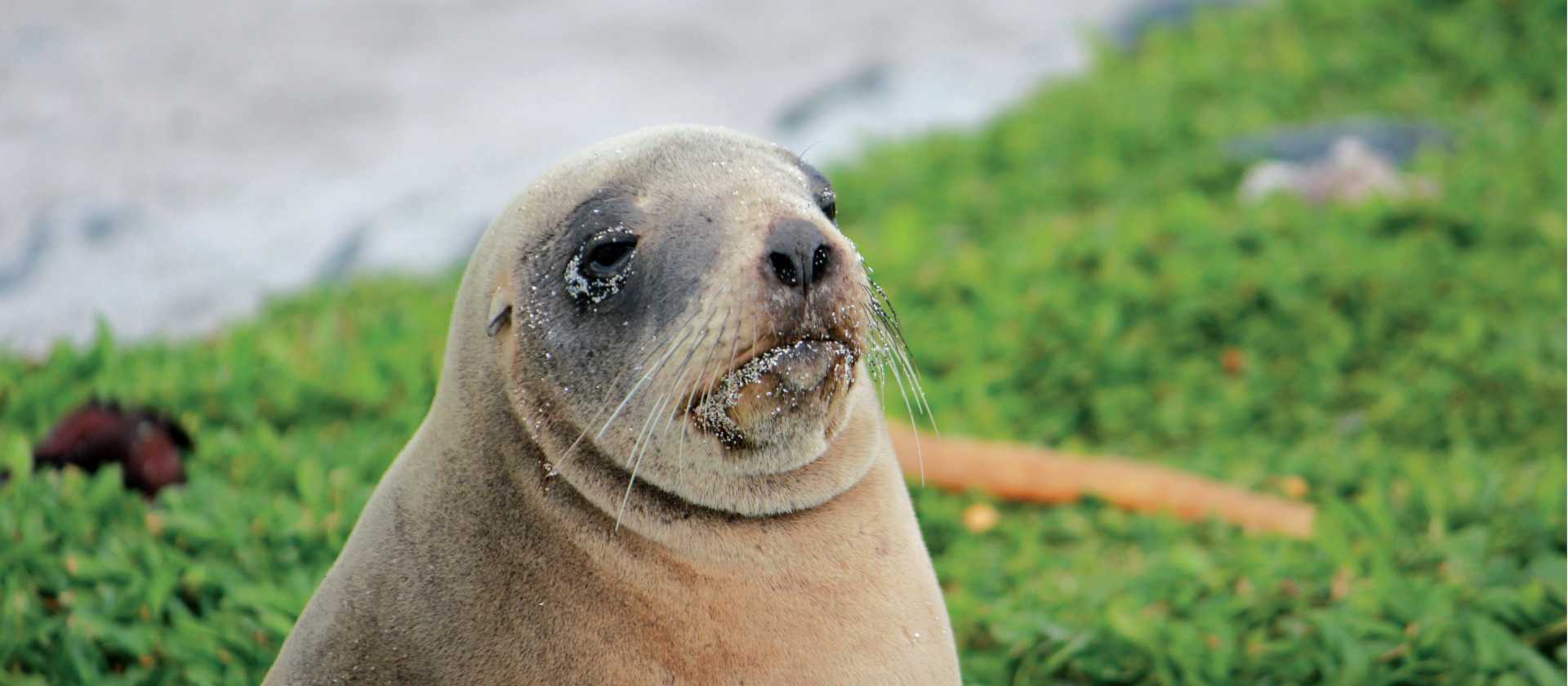 Female New Zealand hooker sea lion enjoying the sunshine | Rachel Imber