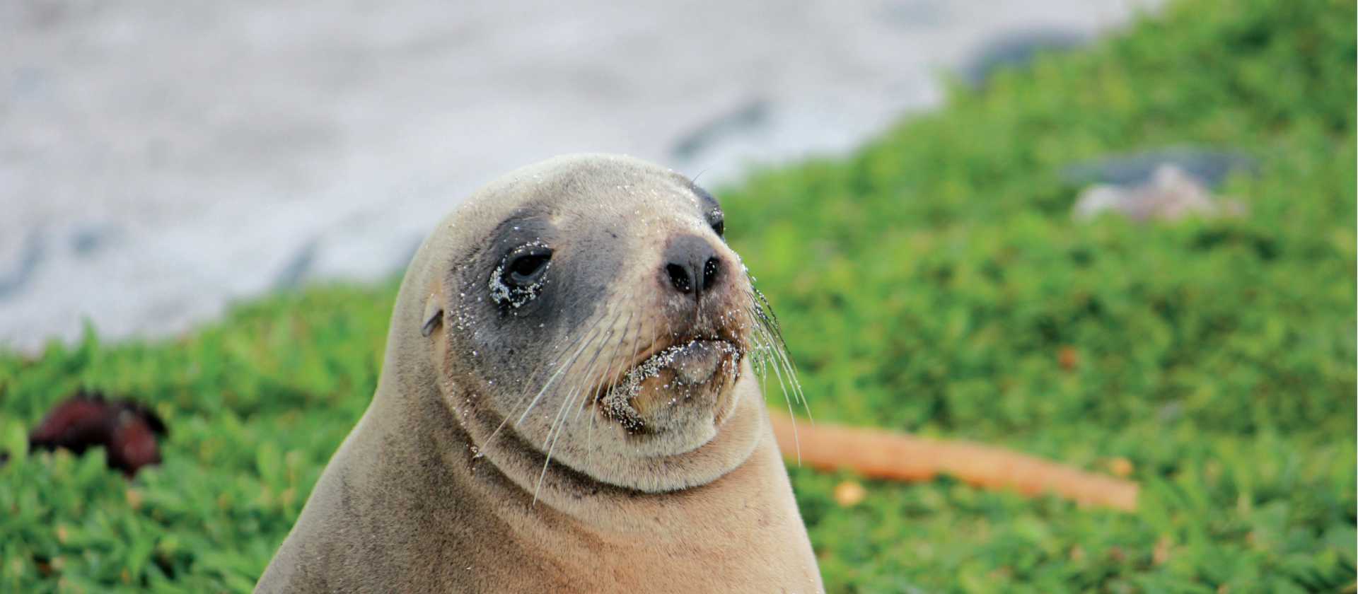 Female New Zealand hooker sea lion enjoying the sunshine | Rachel Imber