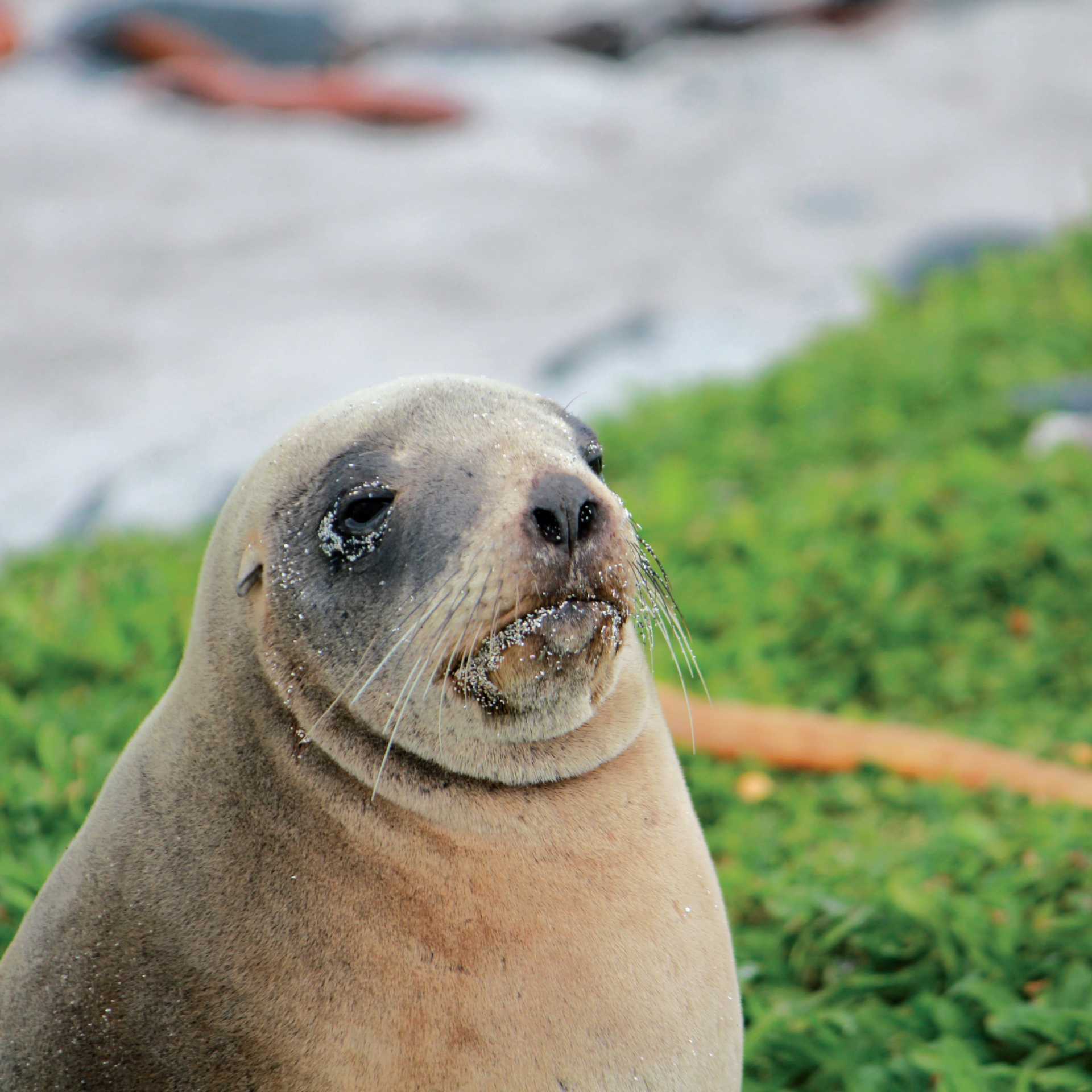 Female New Zealand hooker sea lion enjoying the sunshine | Rachel Imber