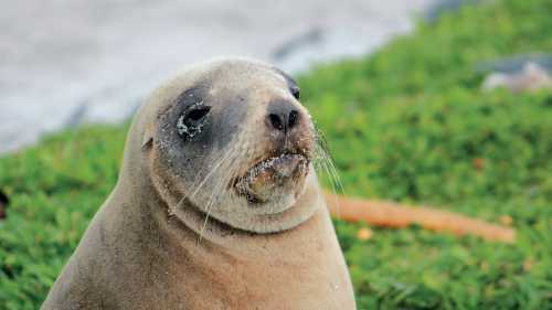 Female New Zealand hooker sea lion enjoying the sunshine | Rachel Imber