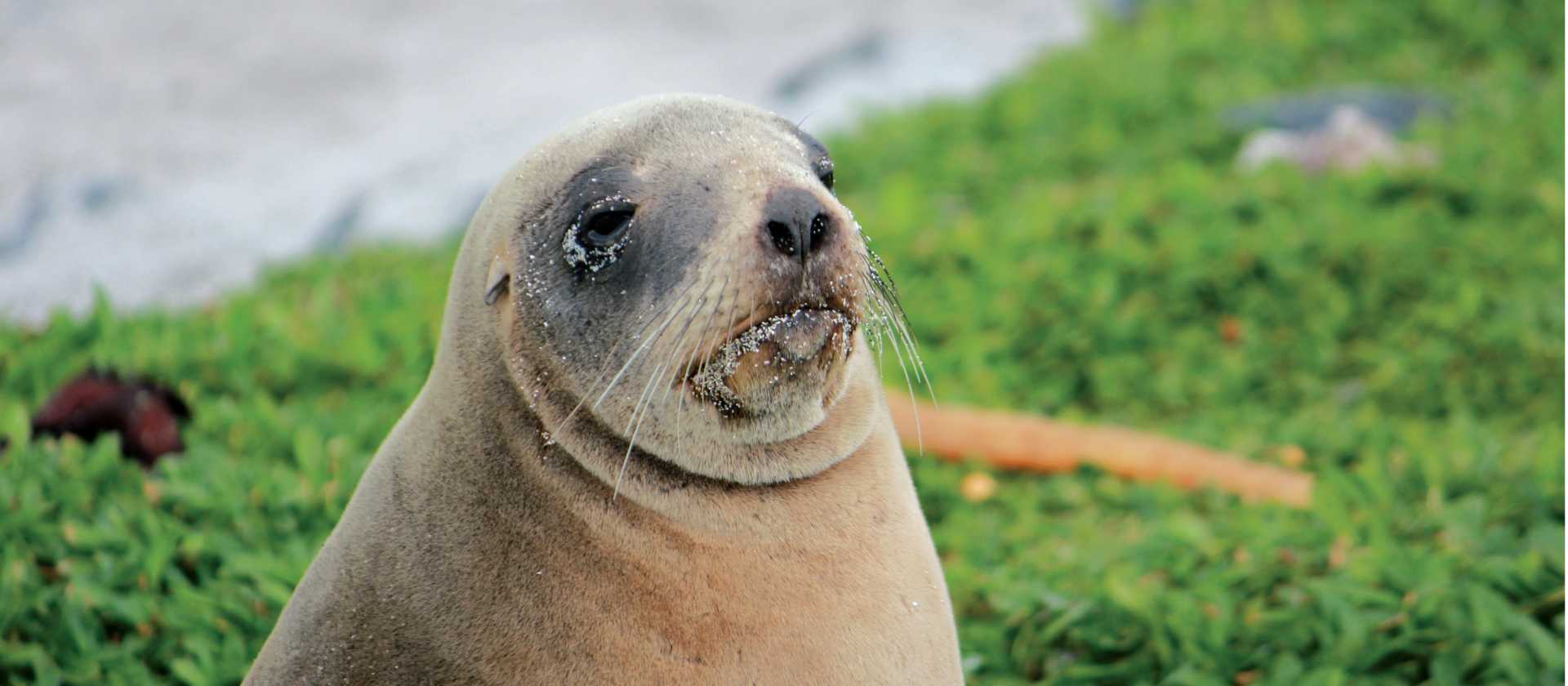Female New Zealand hooker sea lion enjoying the sunshine | Rachel Imber