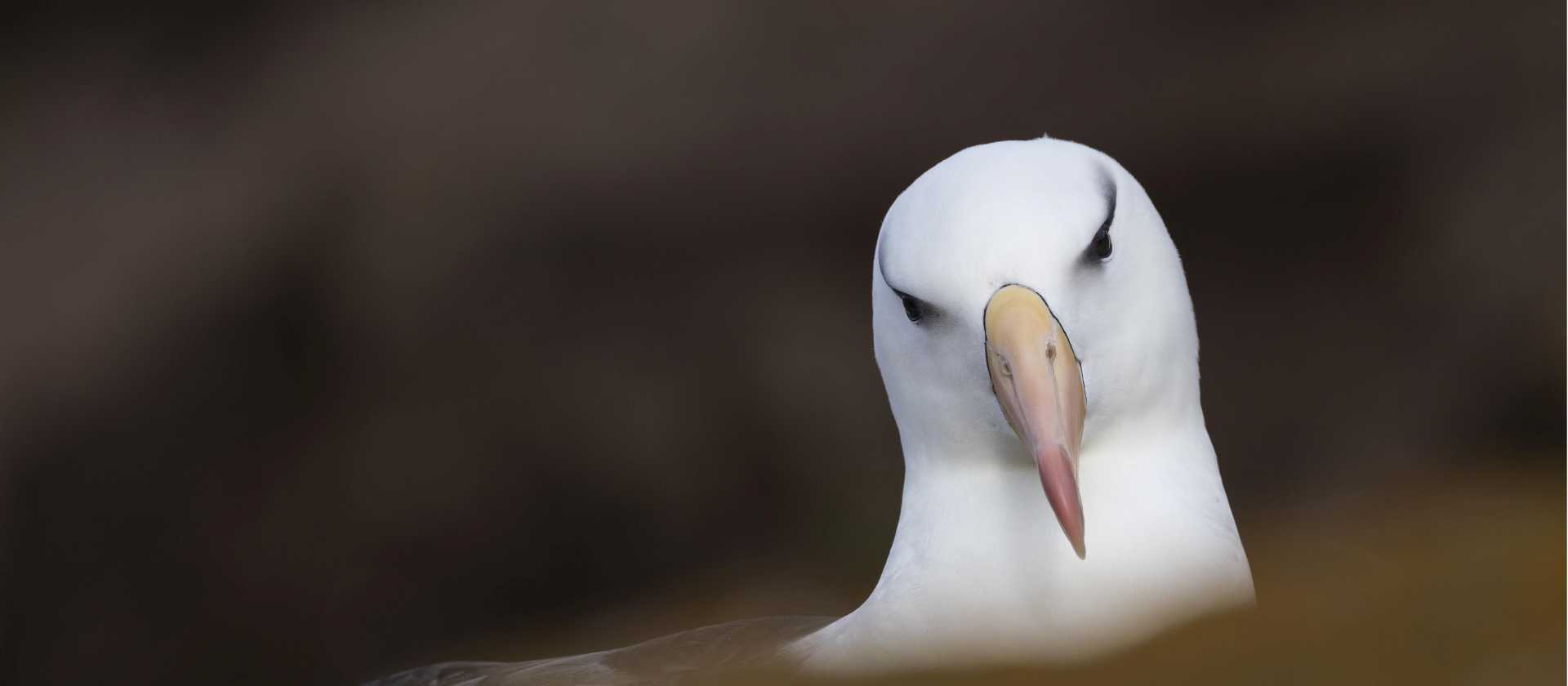A Black-browed Albatross, Falkland Islands | Sara Jenner
