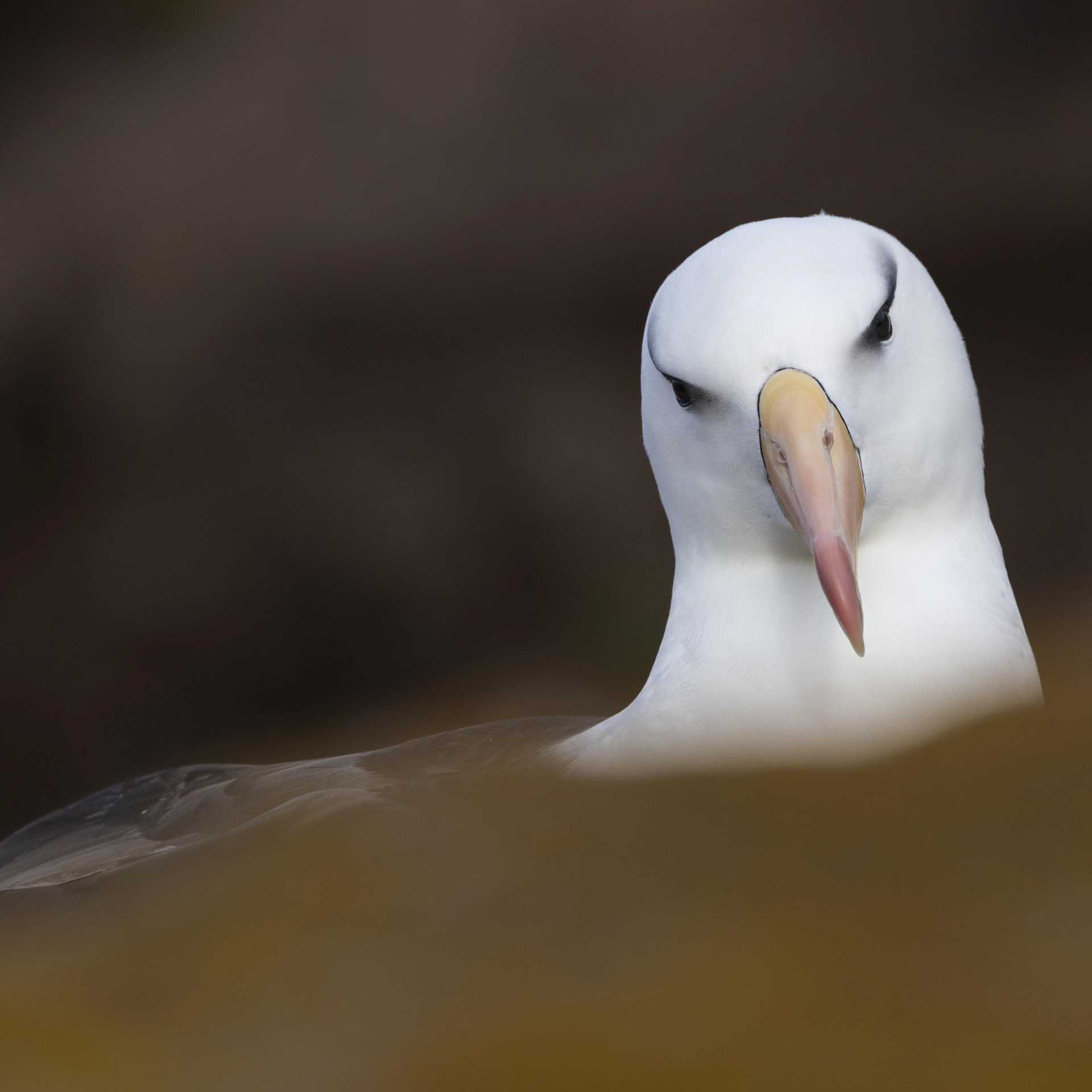 A Black-browed Albatross, Falkland Islands | Sara Jenner