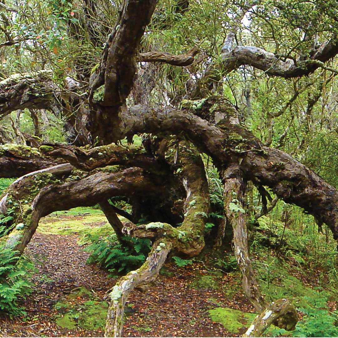 Southern Rata forest, old woody plants that are not trees, but form a tree-like forest, on Enderby Island | Kerrod Wells