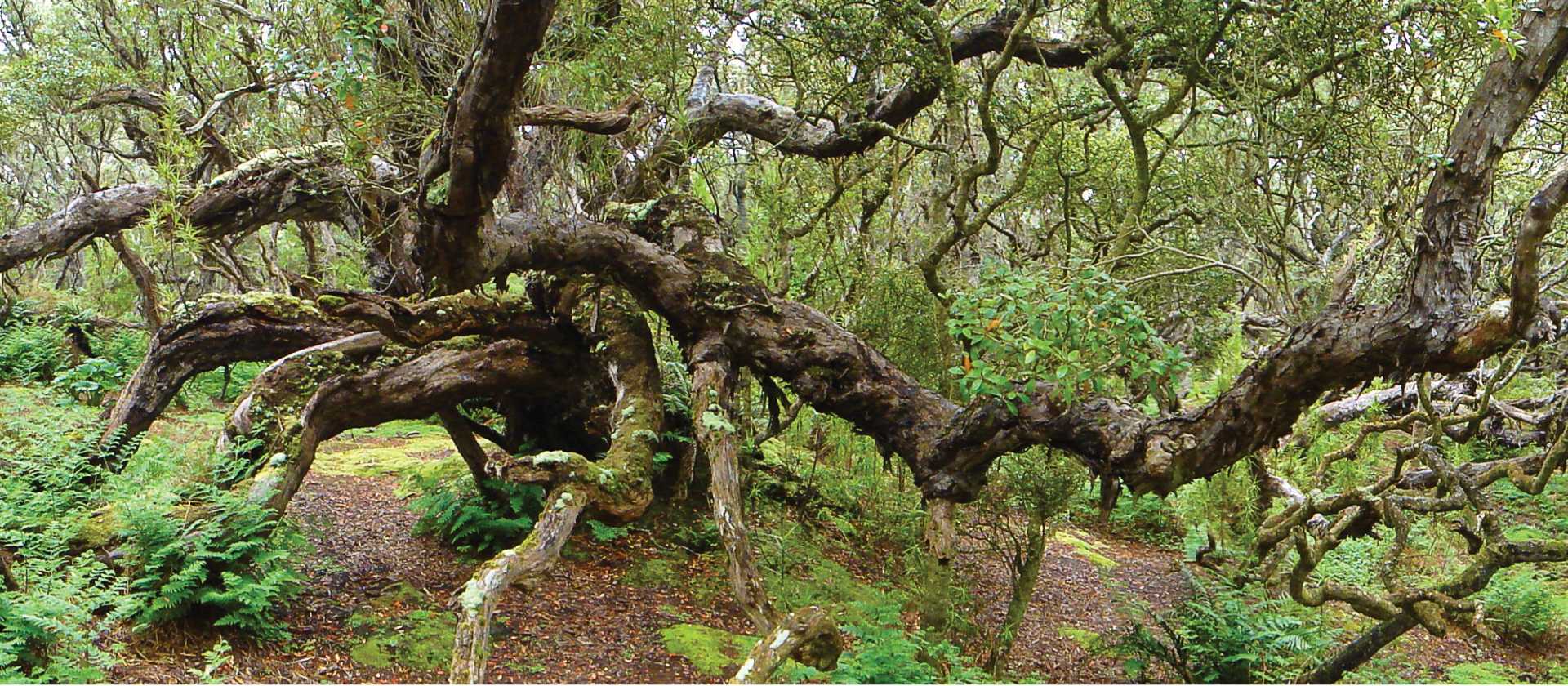 Southern Rata forest, old woody plants that are not trees, but form a tree-like forest, on Enderby Island | Kerrod Wells