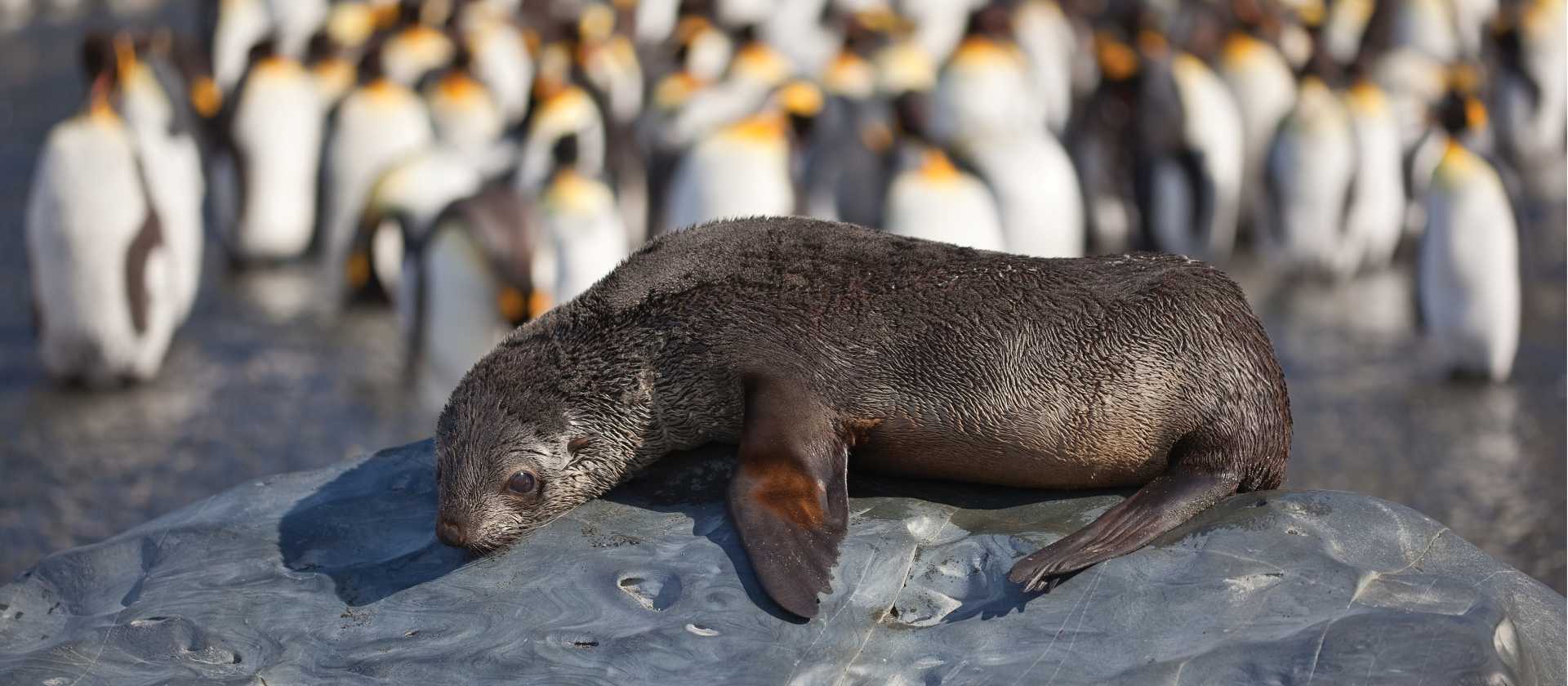 A young fur seal basks in the sun in South Georgia | Peter Walton