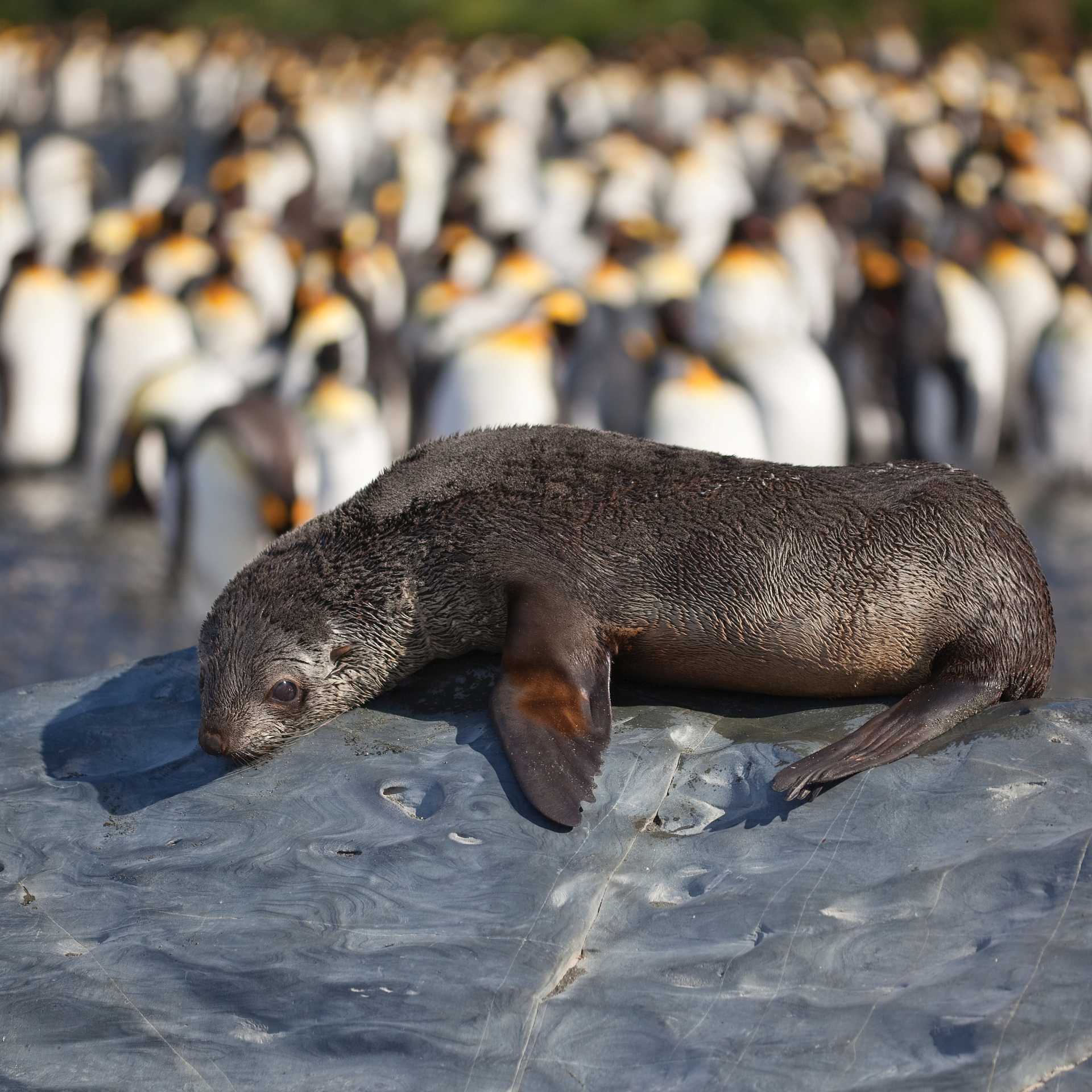 A young fur seal basks in the sun in South Georgia | Peter Walton