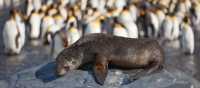 A young fur seal basks in the sun in South Georgia | Peter Walton