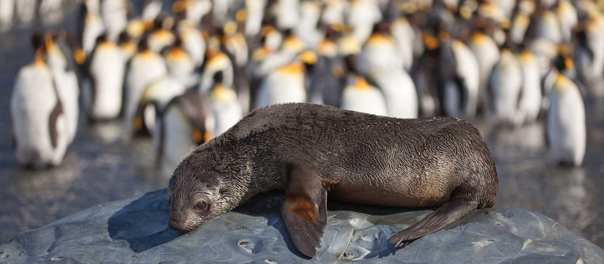 A young fur seal basks in the sun in South Georgia | Peter Walton
