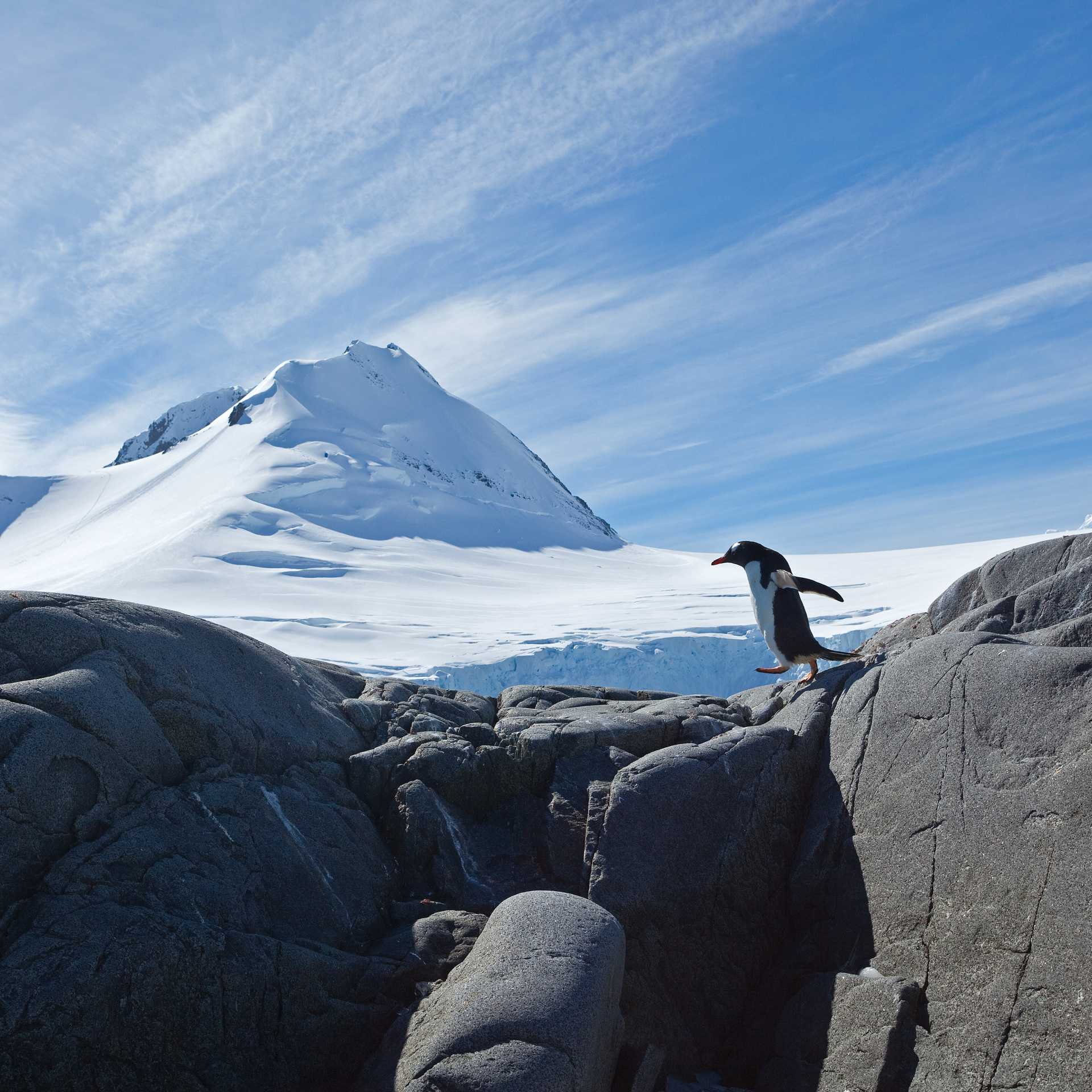 Gentoo Penguin | Peter Walton