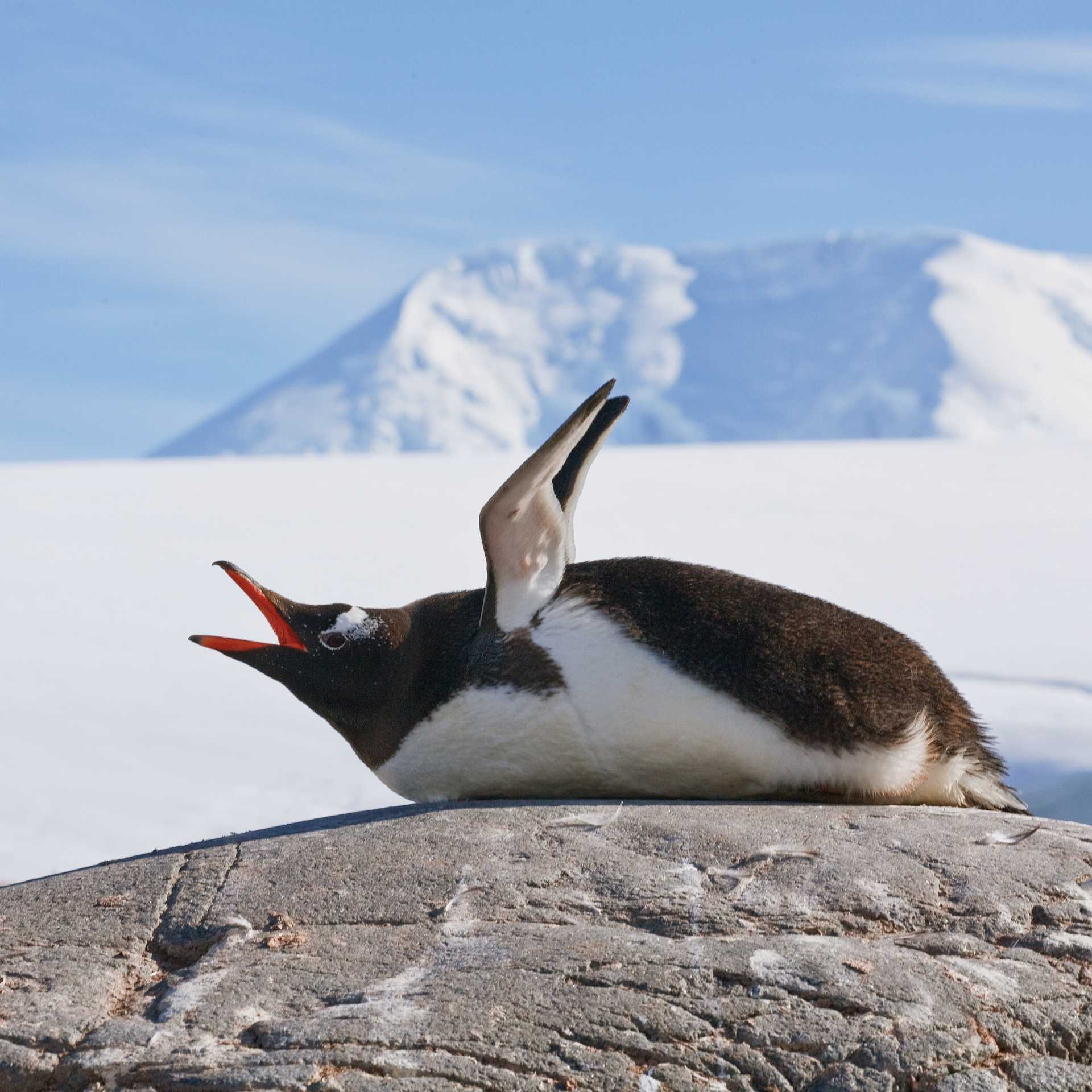 Squawking Gentoo Penguin, Antarctic Peninsula | Peter Walton
