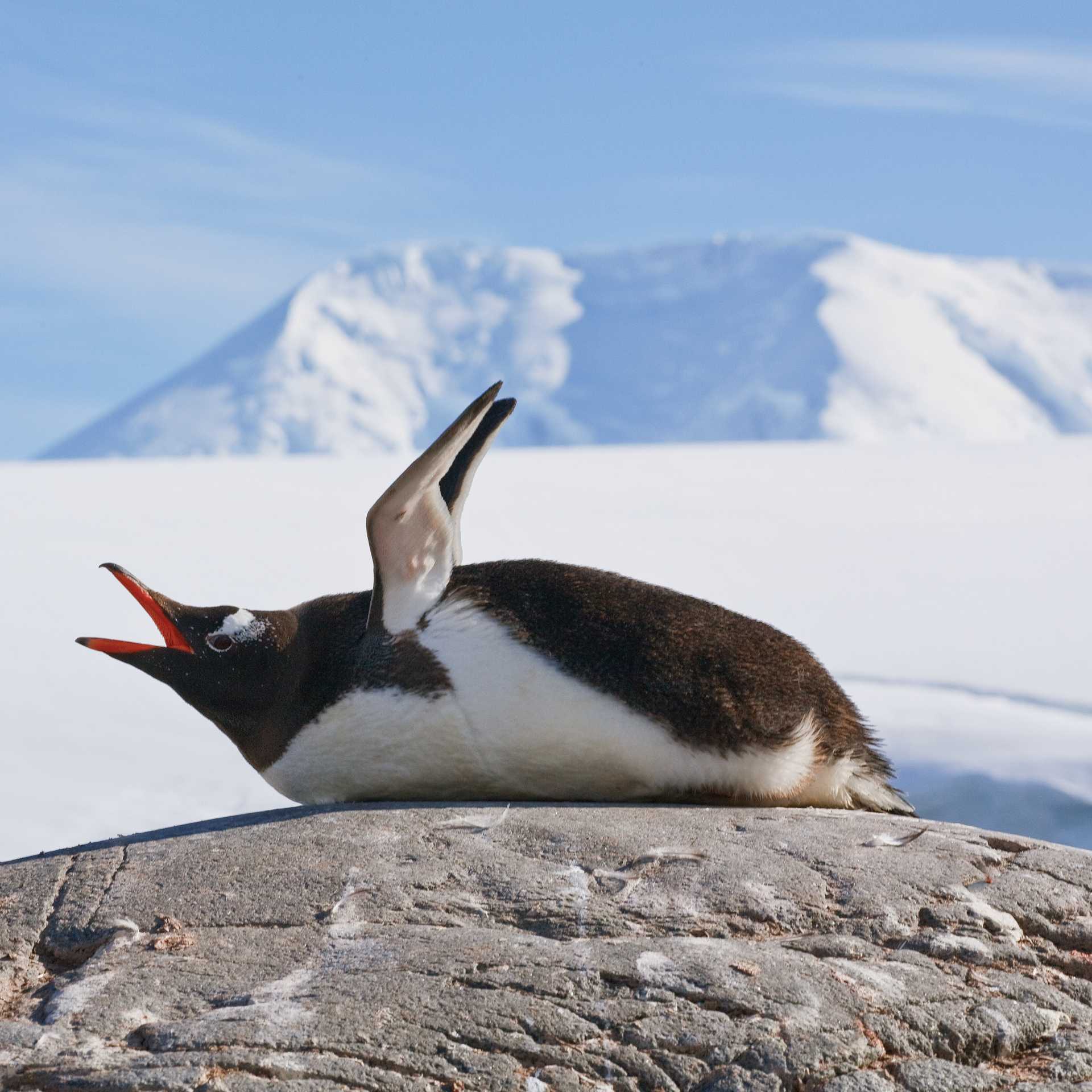 Squawking Gentoo Penguin, Antarctic Peninsula | Peter Walton