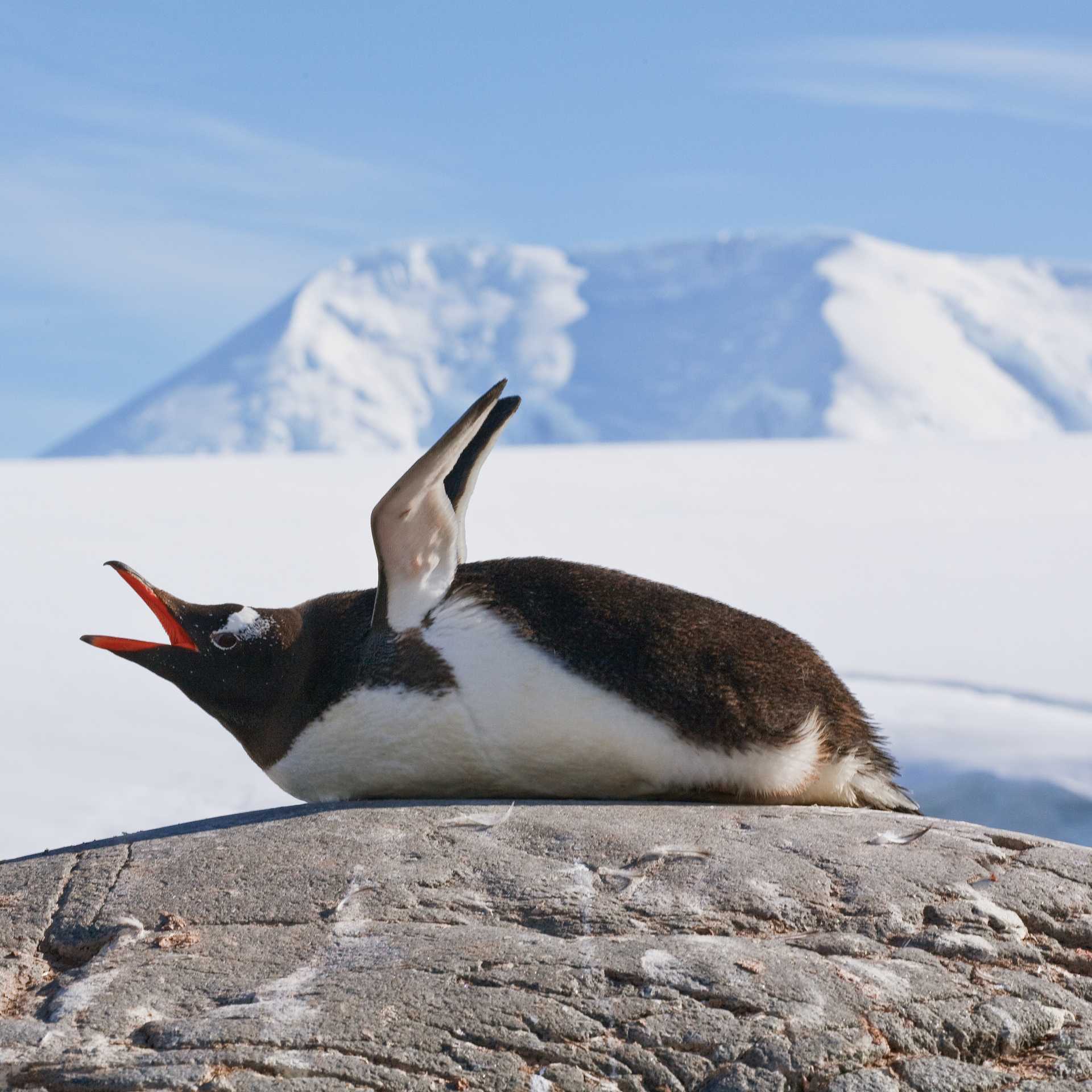 Squawking Gentoo Penguin, Antarctic Peninsula | Peter Walton