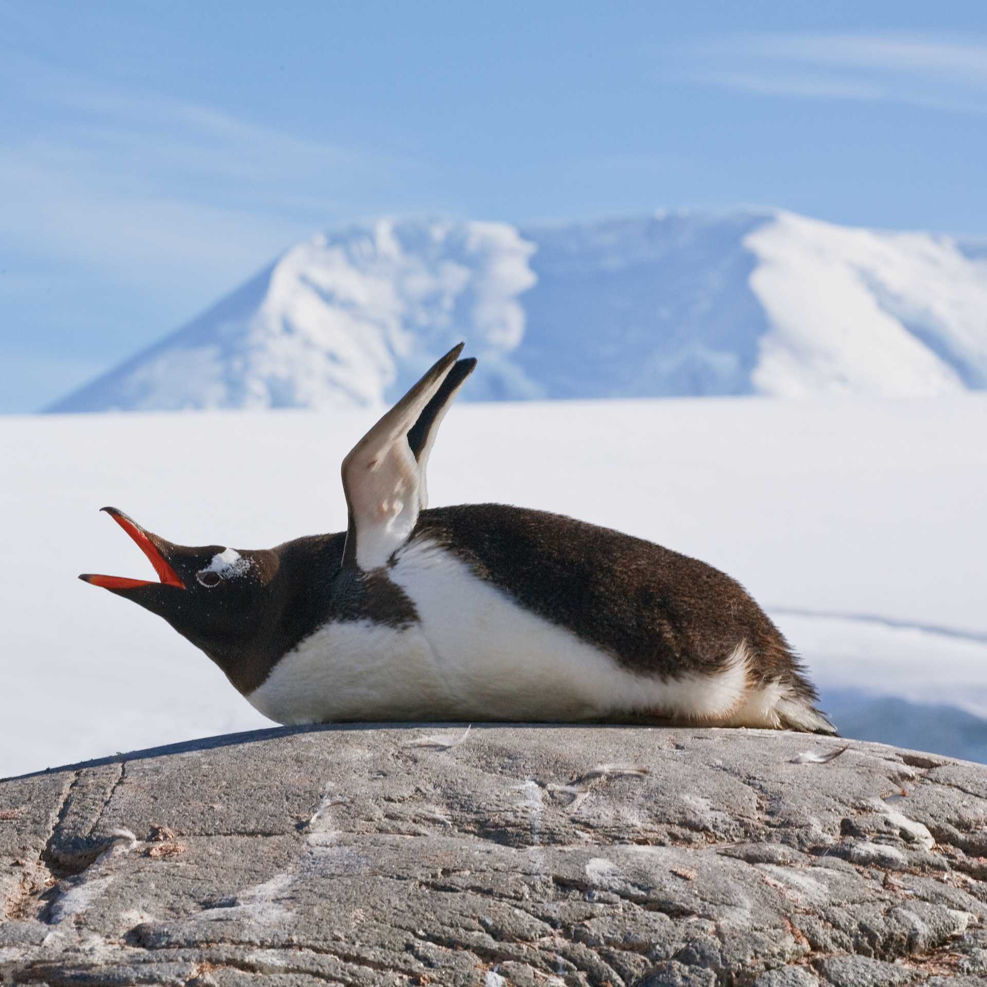 Squawking Gentoo Penguin, Antarctic Peninsula | Peter Walton