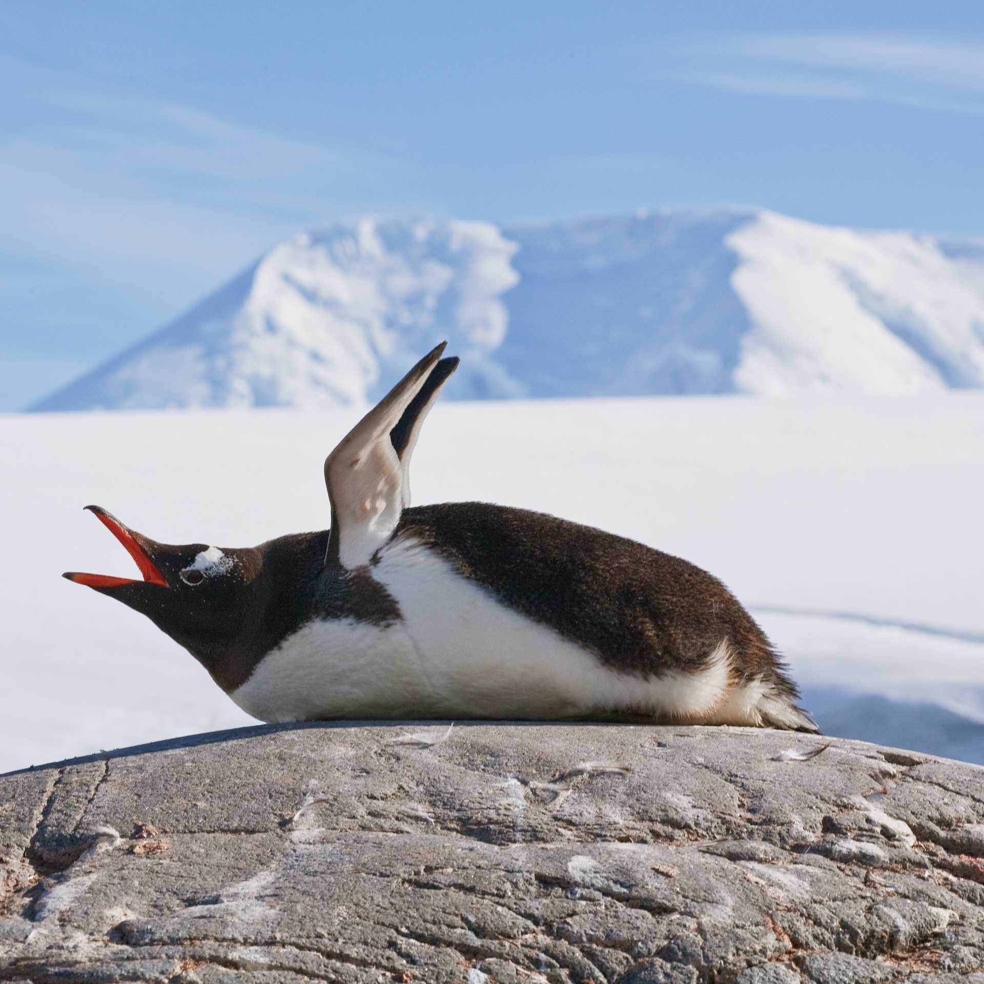 Squawking Gentoo Penguin, Antarctic Peninsula | Peter Walton