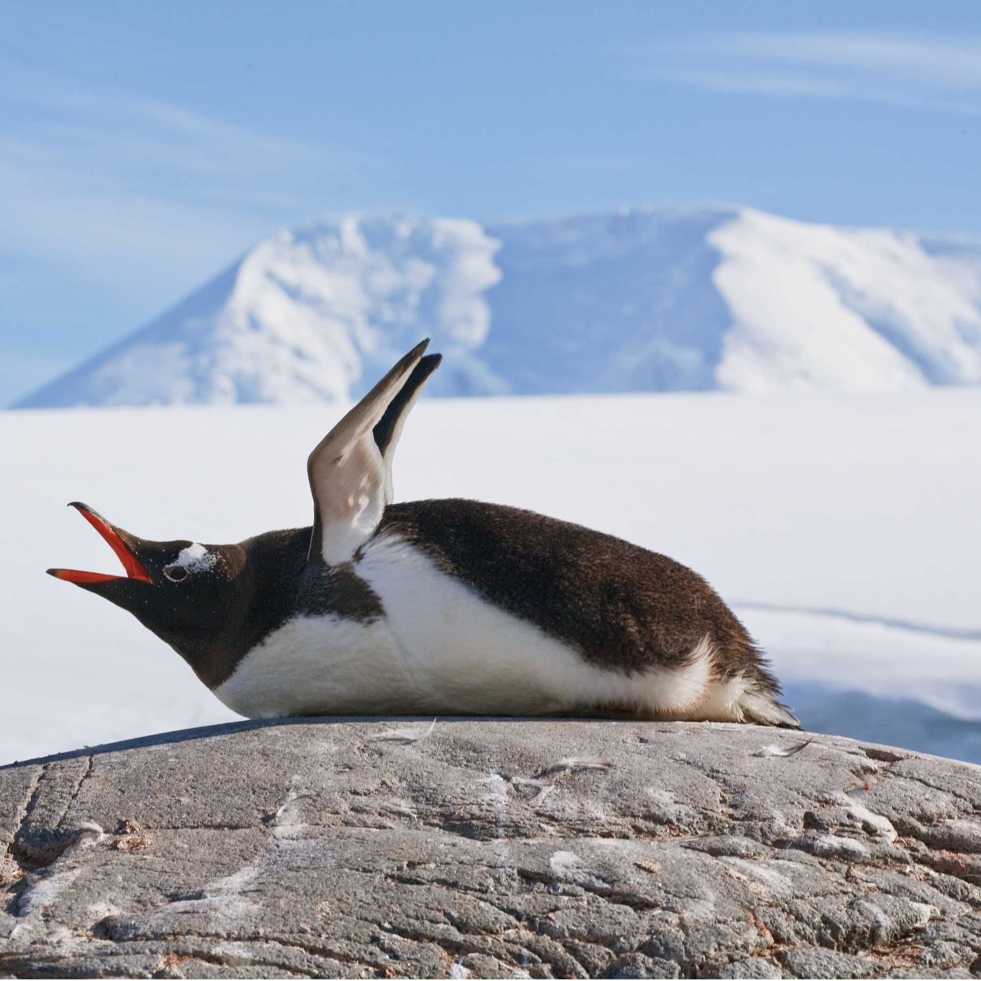 Squawking Gentoo Penguin, Antarctic Peninsula | Peter Walton