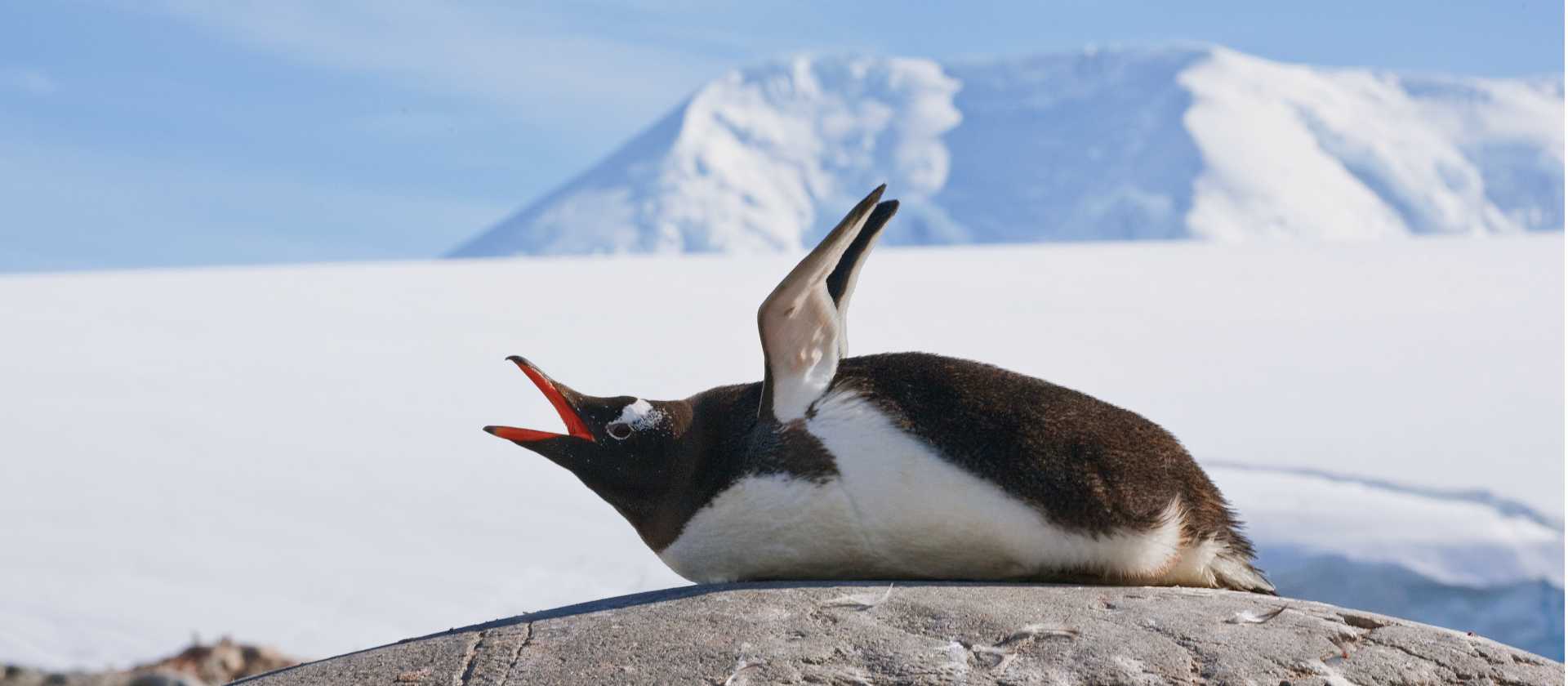 Squawking Gentoo Penguin, Antarctic Peninsula | Peter Walton