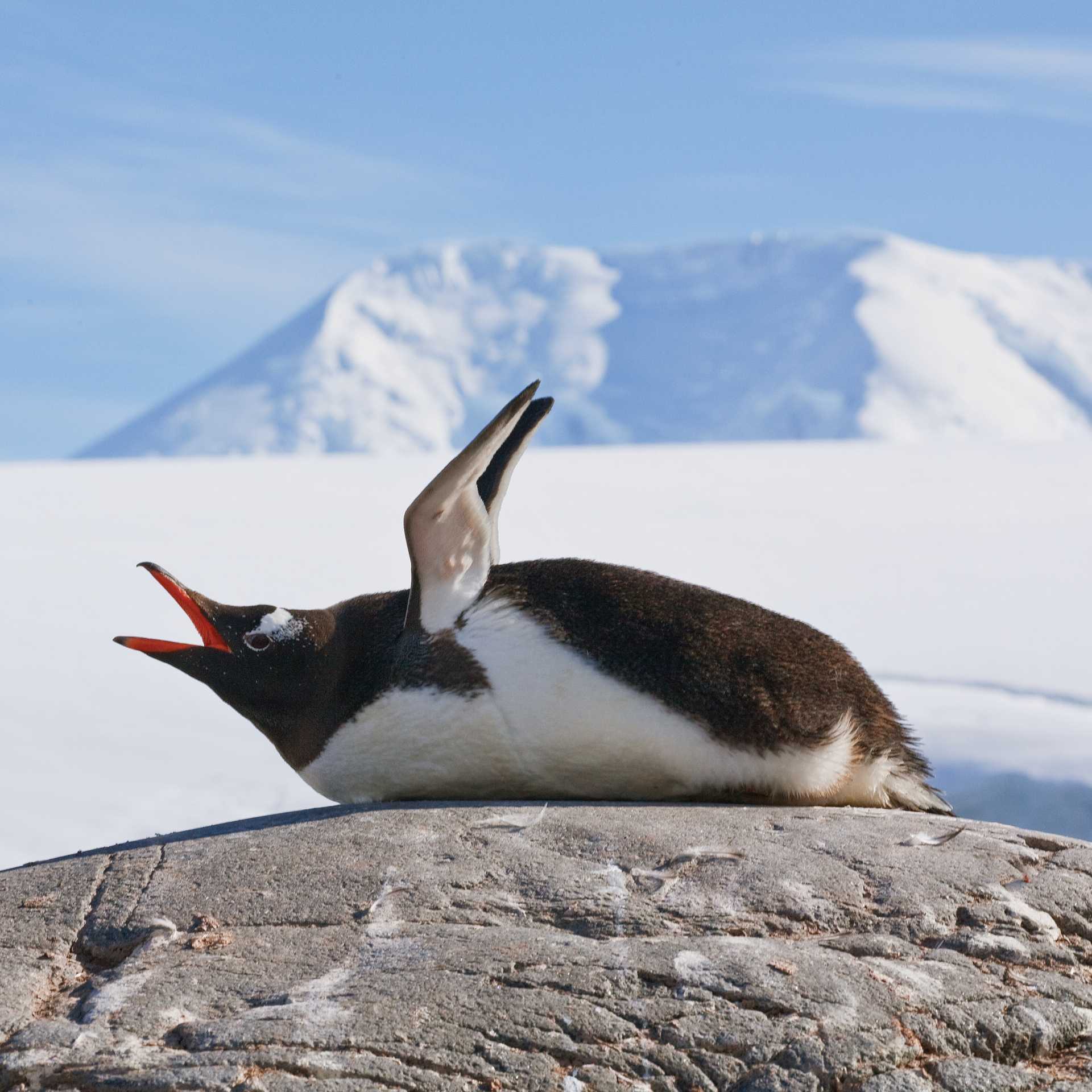 Squawking Gentoo Penguin, Antarctic Peninsula | Peter Walton