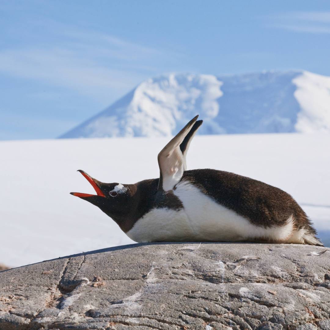 Squawking Gentoo Penguin, Antarctic Peninsula | Peter Walton