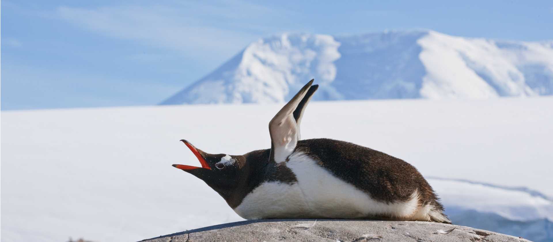 Squawking Gentoo Penguin, Antarctic Peninsula | Peter Walton