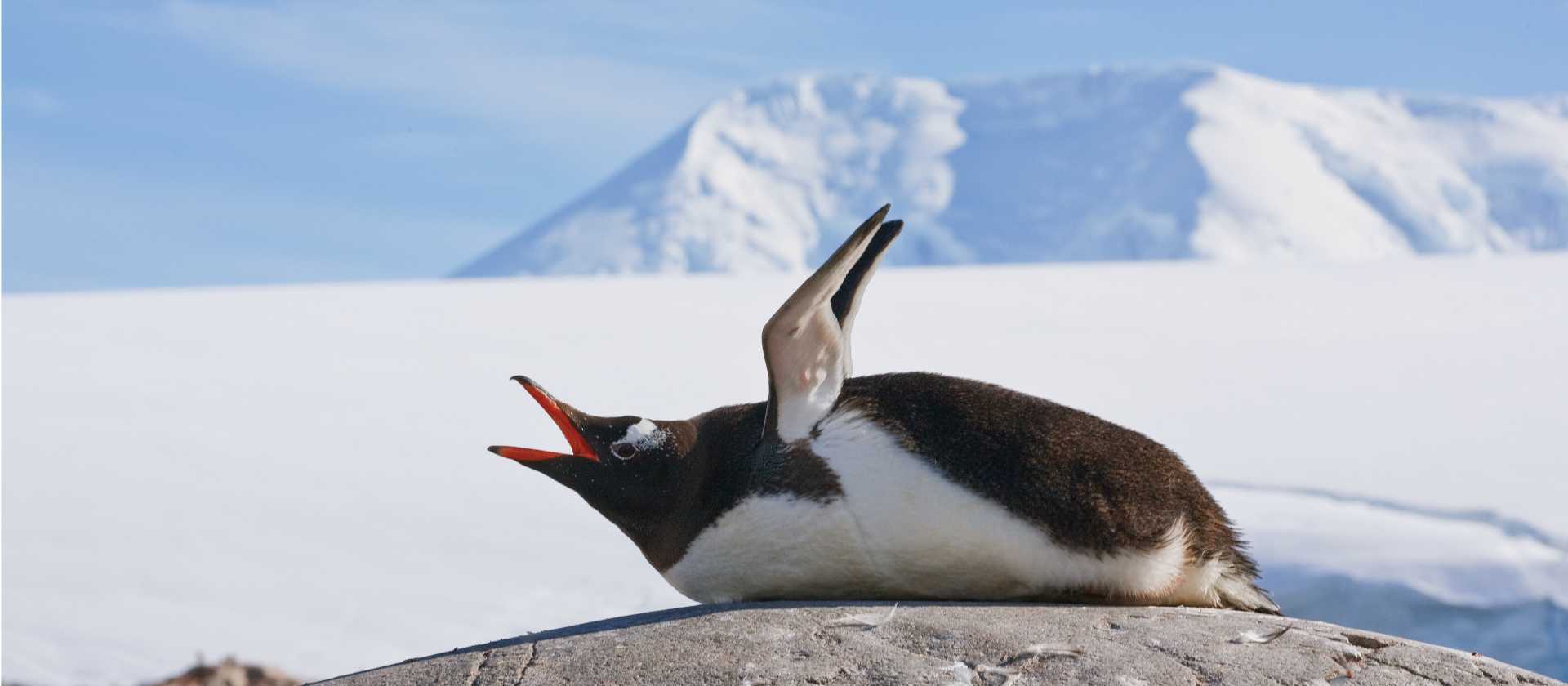 Squawking Gentoo Penguin, Antarctic Peninsula | Peter Walton