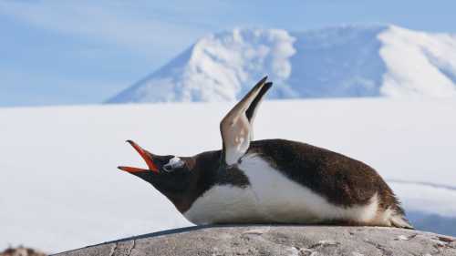 Squawking Gentoo Penguin, Antarctic Peninsula | Peter Walton