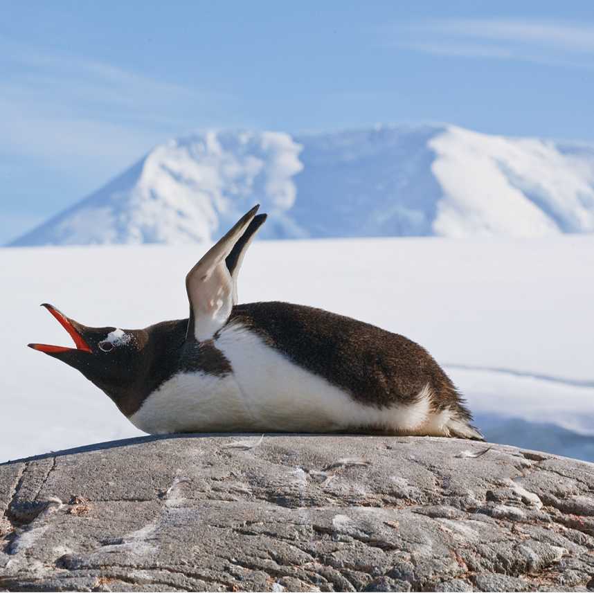 Squawking Gentoo Penguin, Antarctic Peninsula | Peter Walton