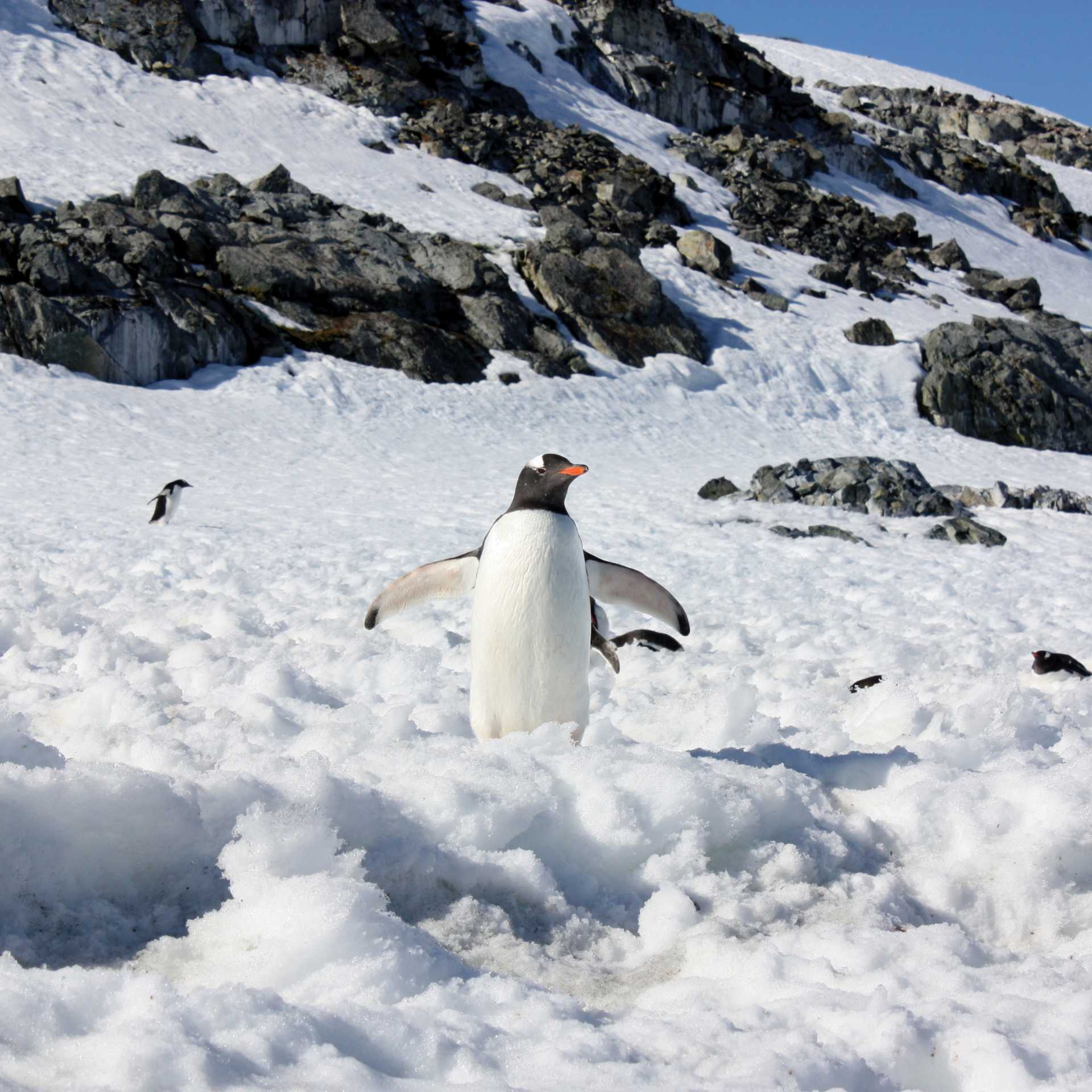 Gentoo penguin on the Antarctic peninsula | Learna Cale