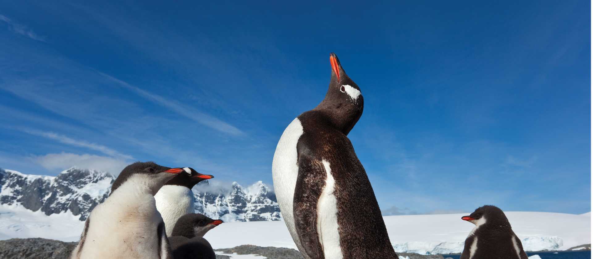 Antarctica's abundance of wildlife include large colonies of Gentoo Penguins | Peter Walton