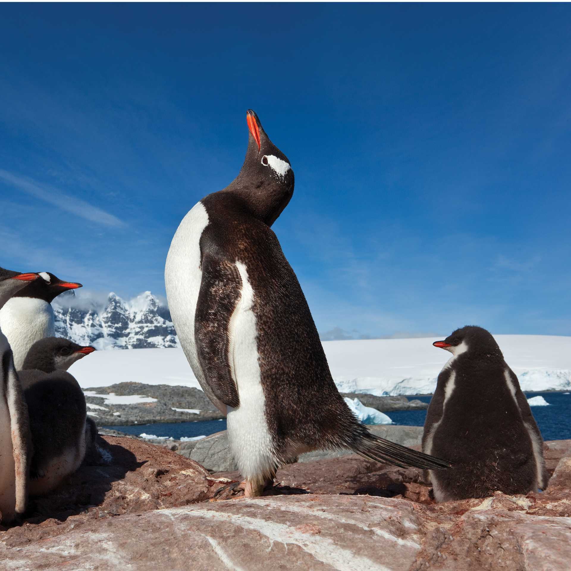 Antarctica's abundance of wildlife include large colonies of Gentoo Penguins | Peter Walton