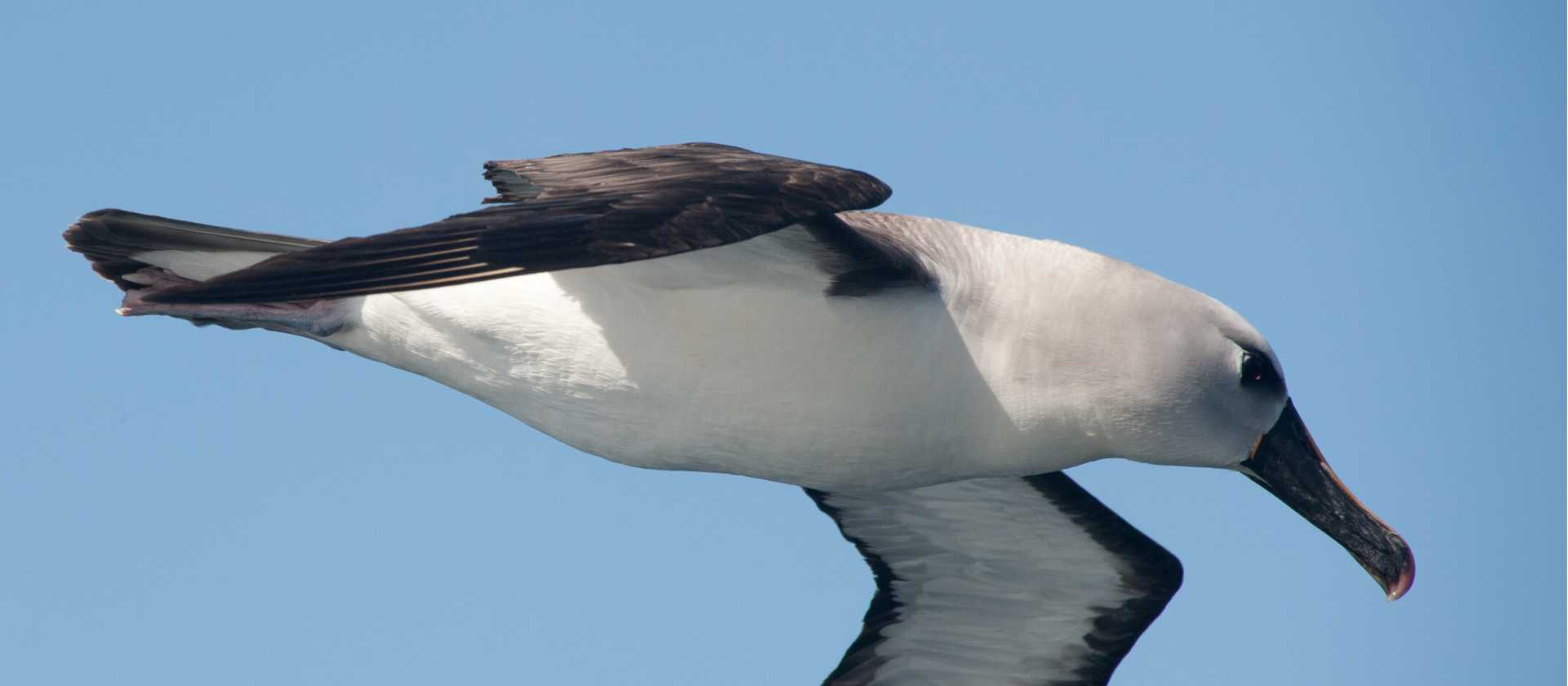 Grey-headed Albatross | Erwin Vermeulen