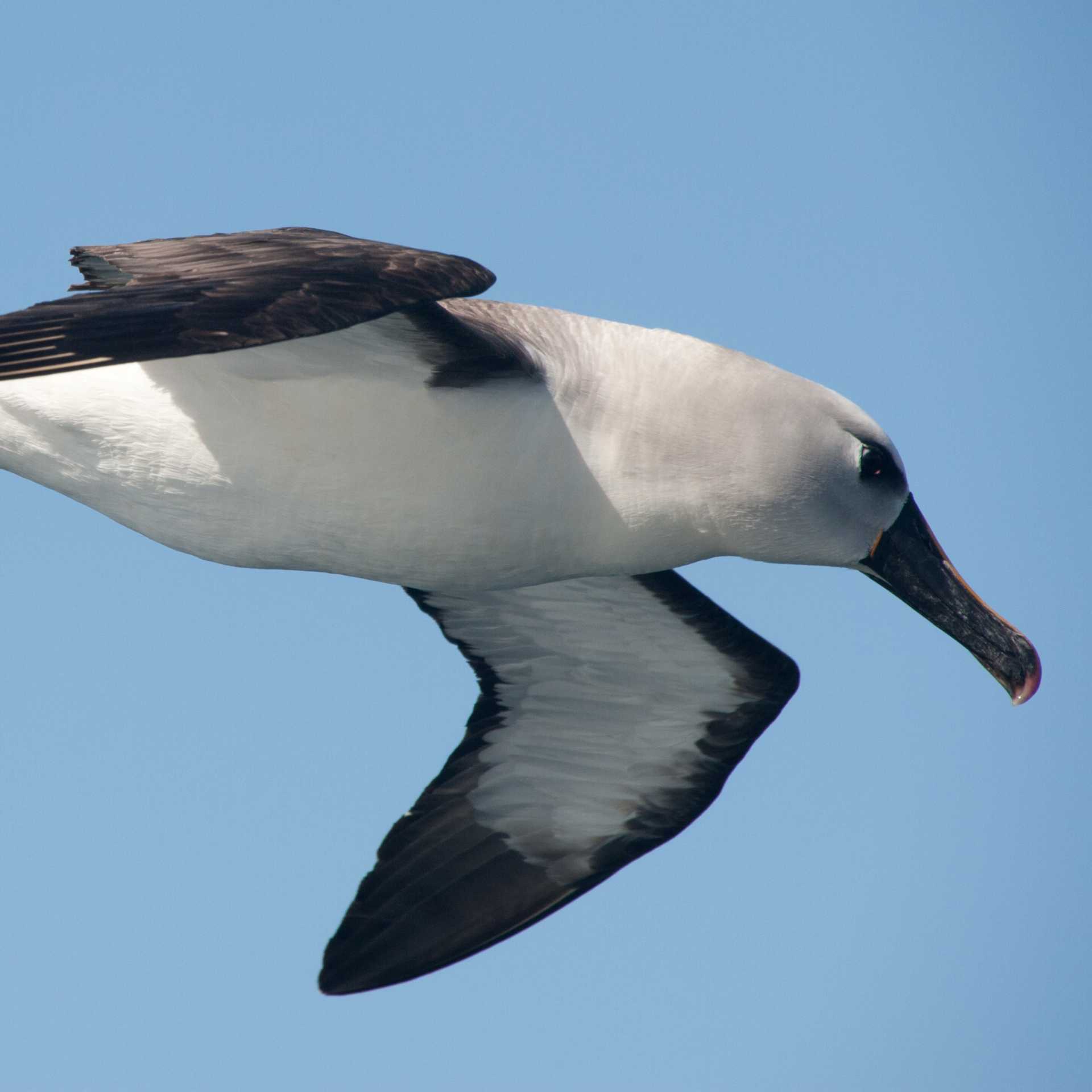 Grey-headed Albatross | Erwin Vermeulen