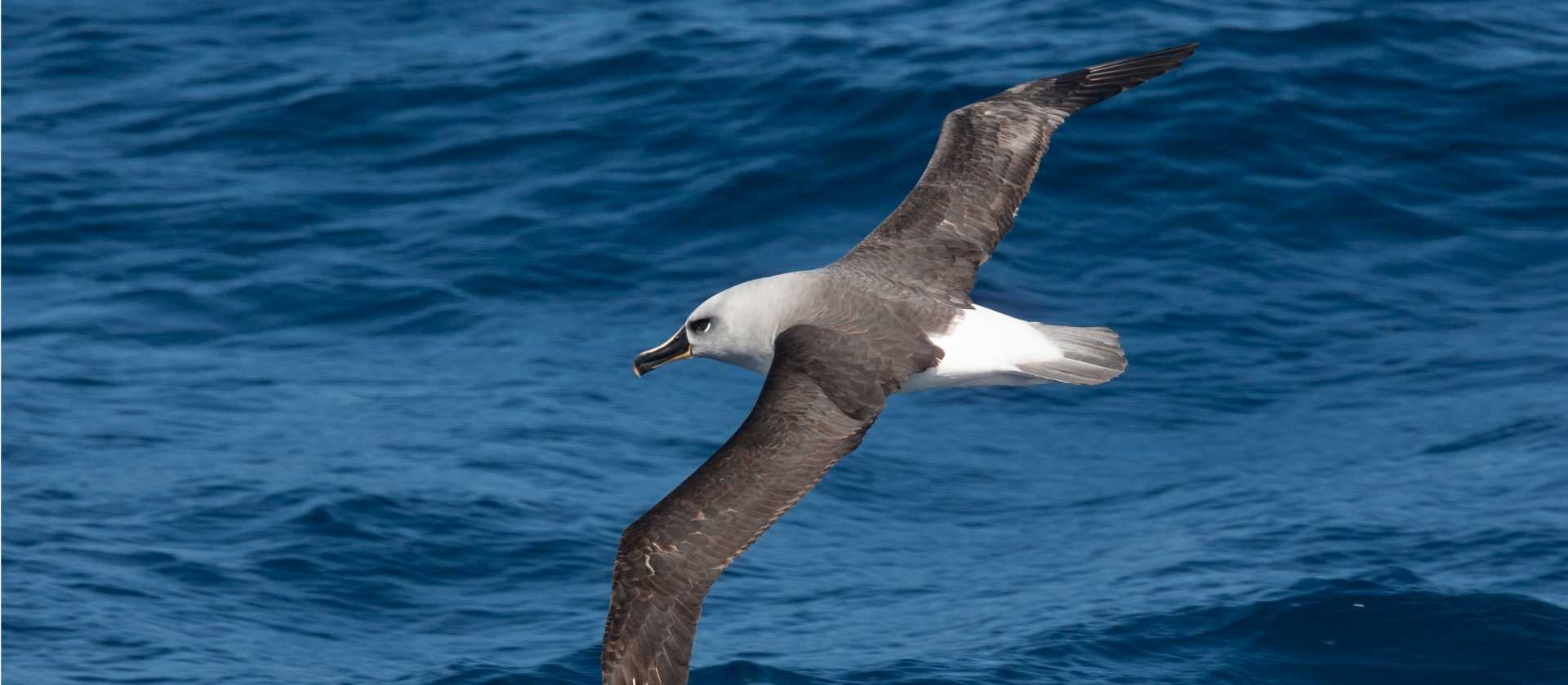 Grey-headed Albatross | Troels Jacobsen