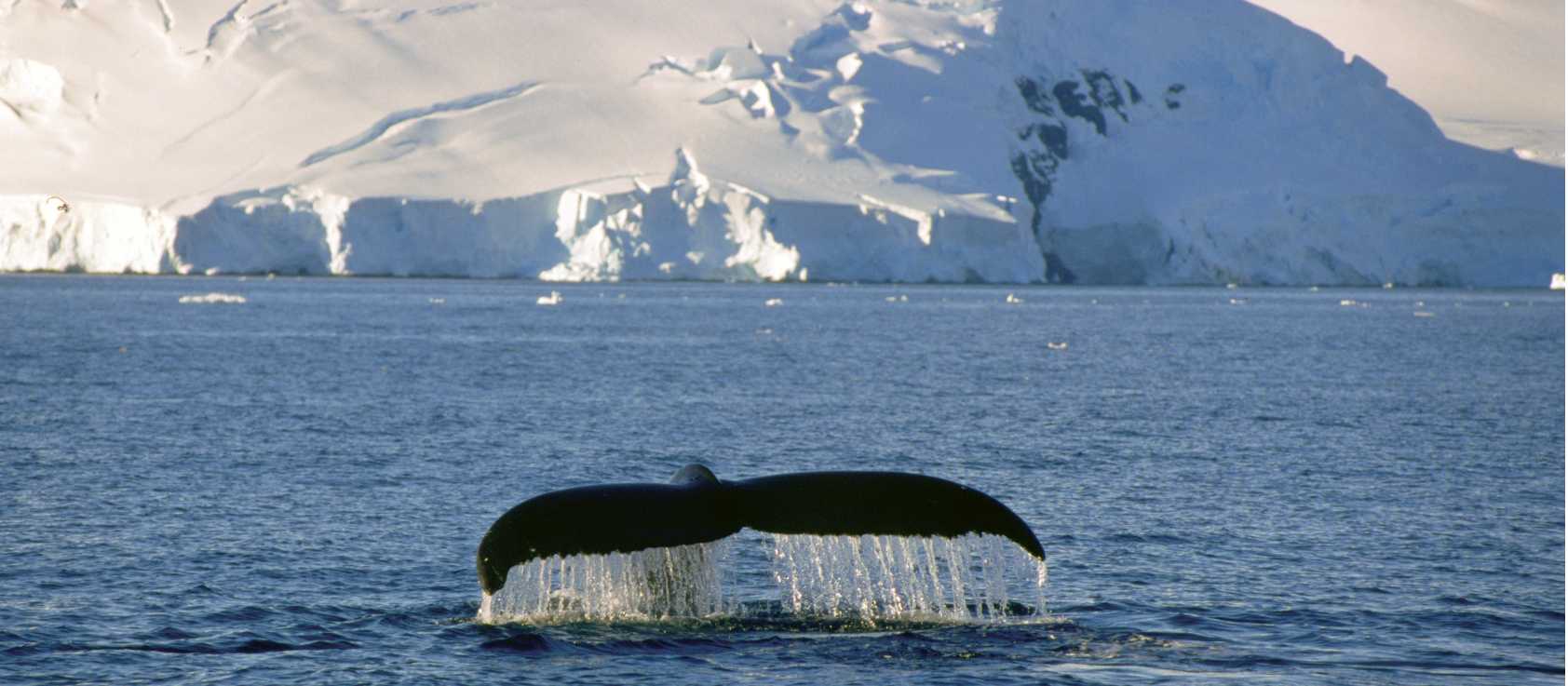 Humpback Whales can put on spectacular displays of acrobatics | Goran Ehlme, Oceanwide Expeditions