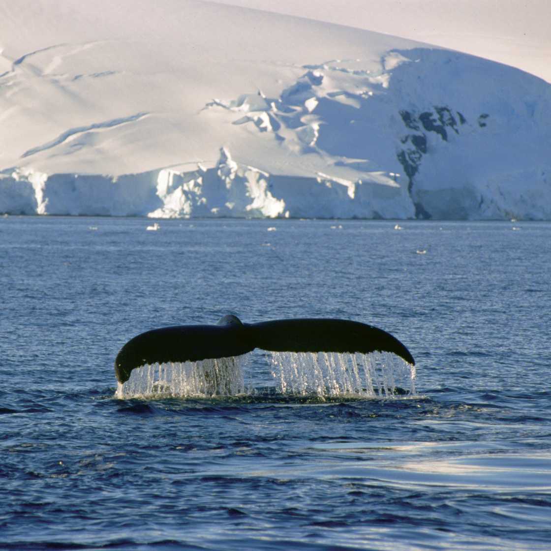 Humpback Whales can put on spectacular displays of acrobatics | Goran Ehlme, Oceanwide Expeditions