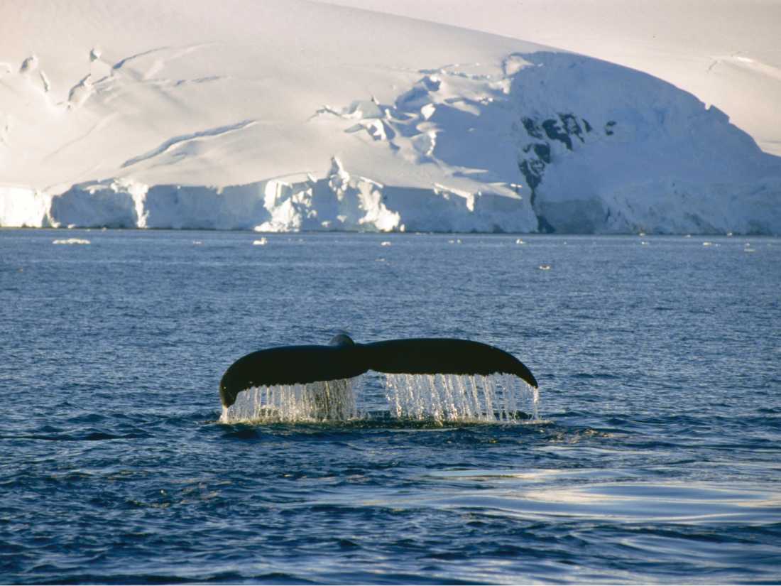 Humpback Whales can put on spectacular displays of acrobatics |  Goran Ehlme, Oceanwide Expeditions
