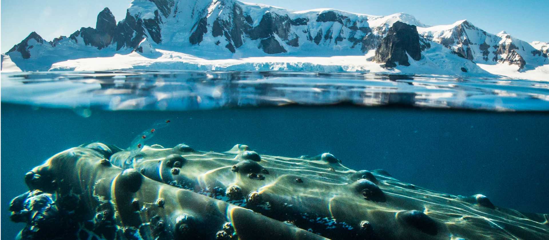 A humpback whale in Antarctica | Dietmar Denger