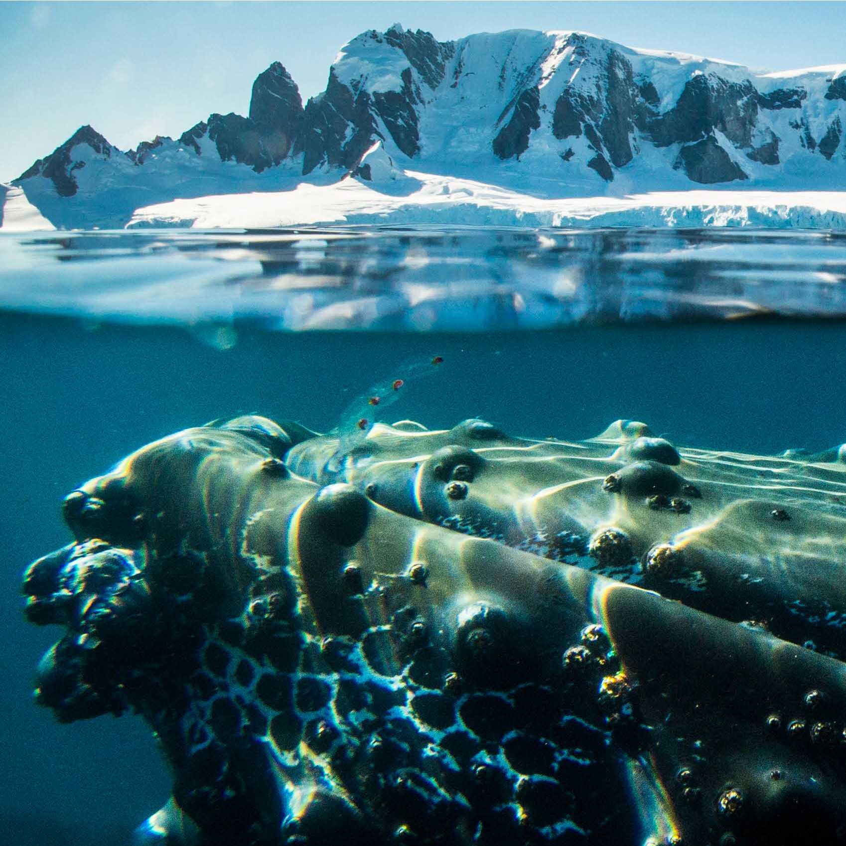 A humpback whale in Antarctica | Dietmar Denger